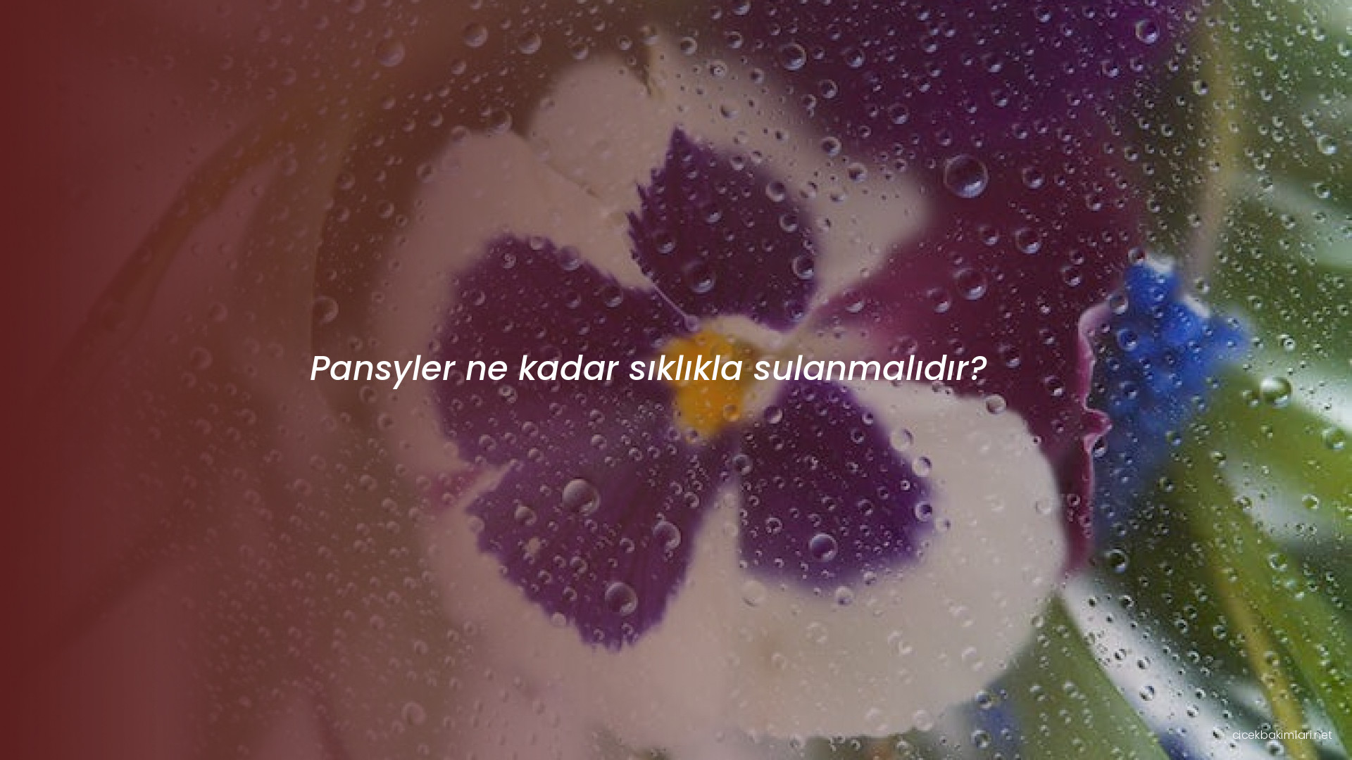 Pansyler ne kadar sıklıkla sulanmalıdır?