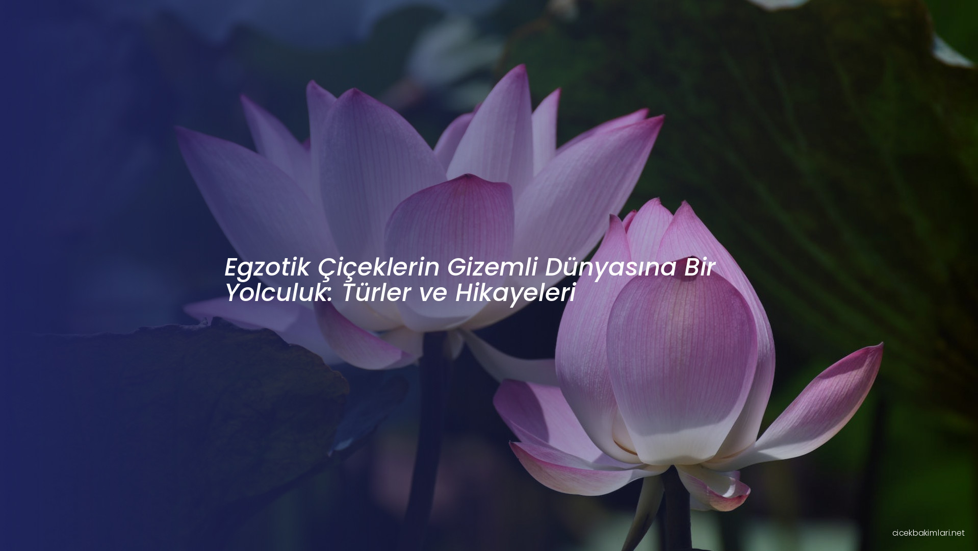 Egzotik Çiçeklerin Gizemli Dünyasına Bir Yolculuk: Türler ve Hikayeleri