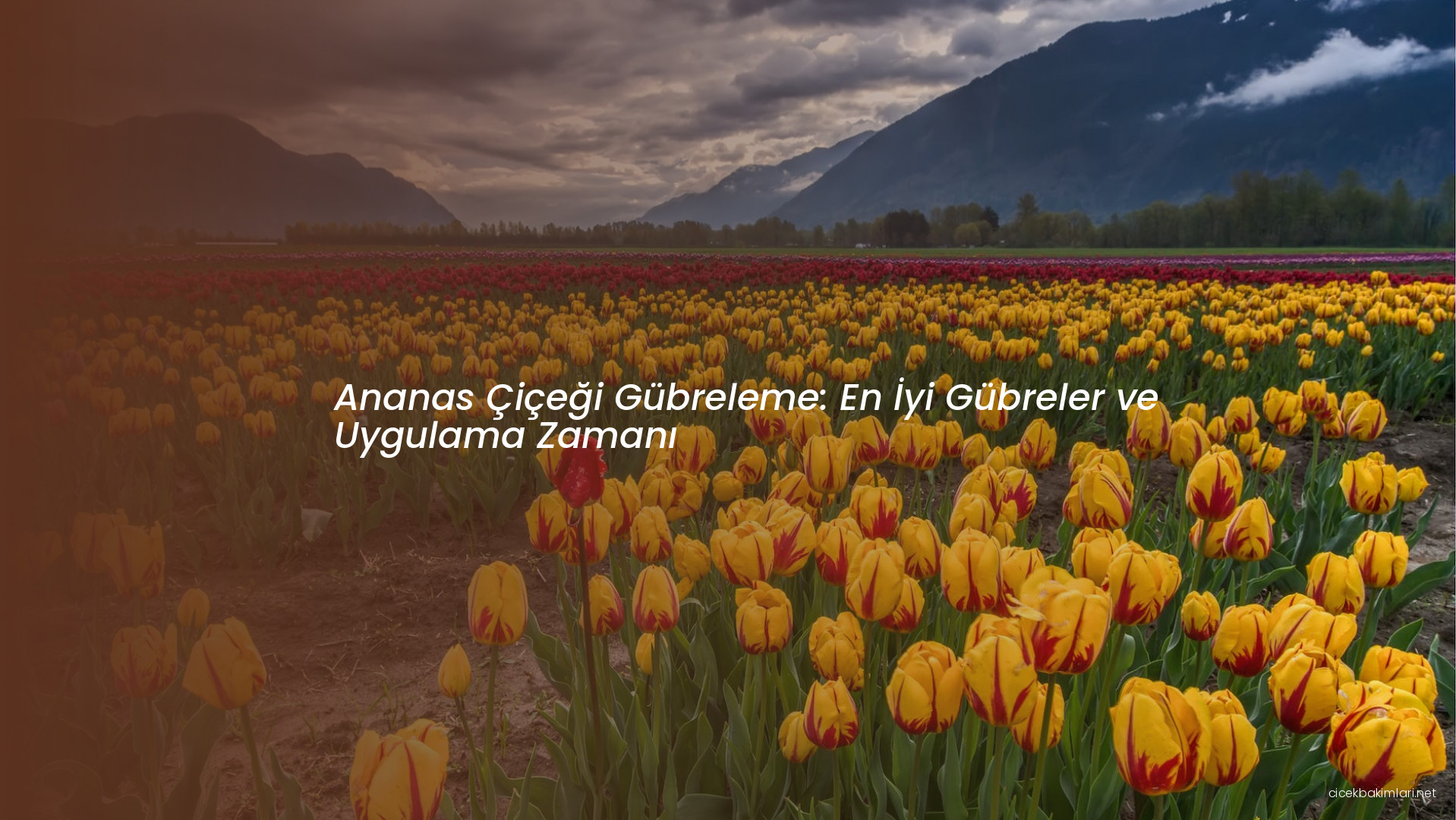 Ananas Çiçeği Gübreleme: En İyi Gübreler ve Uygulama Zamanı