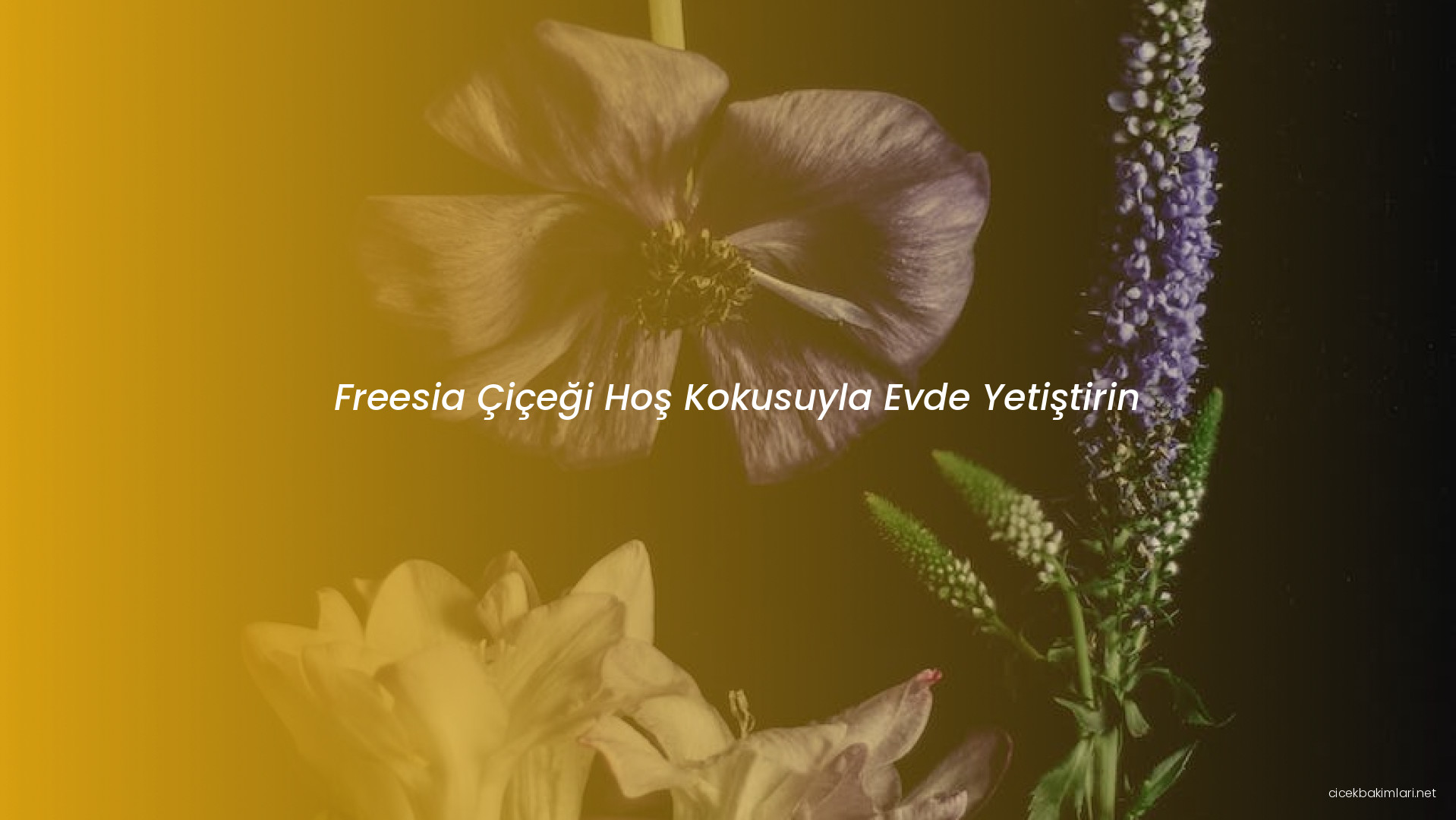 Freesia Çiçeği Hoş Kokusuyla Evde Yetiştirin