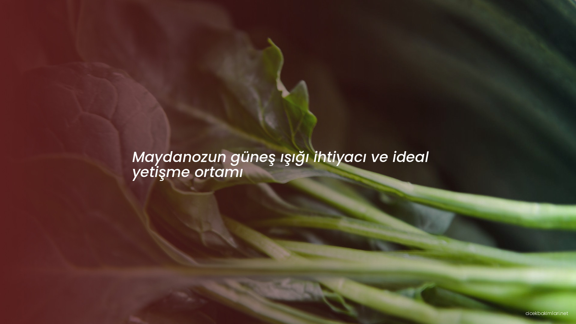 Maydanozun güneş ışığı ihtiyacı ve ideal yetişme ortamı