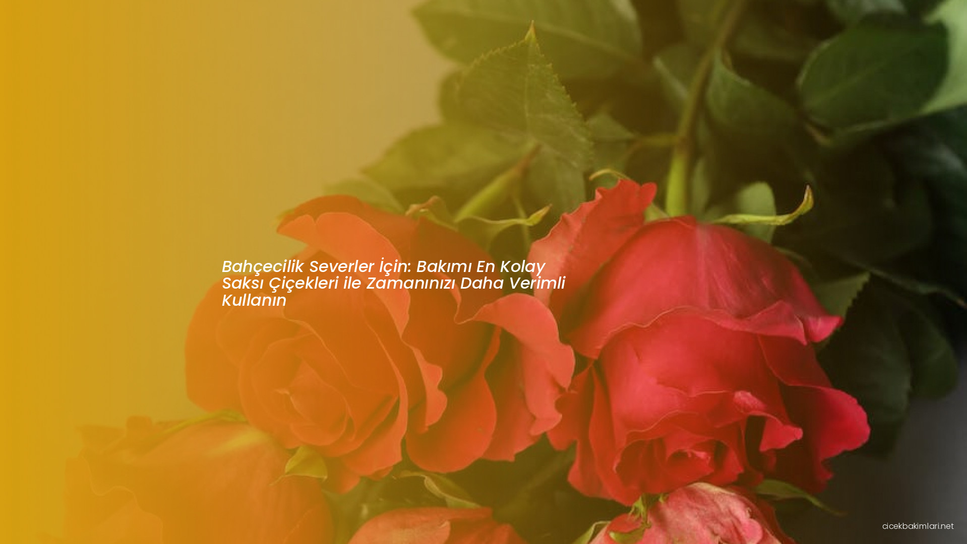 Bahçecilik Severler İçin: Bakımı En Kolay Saksı Çiçekleri ile Zamanınızı Daha Verimli Kullanın