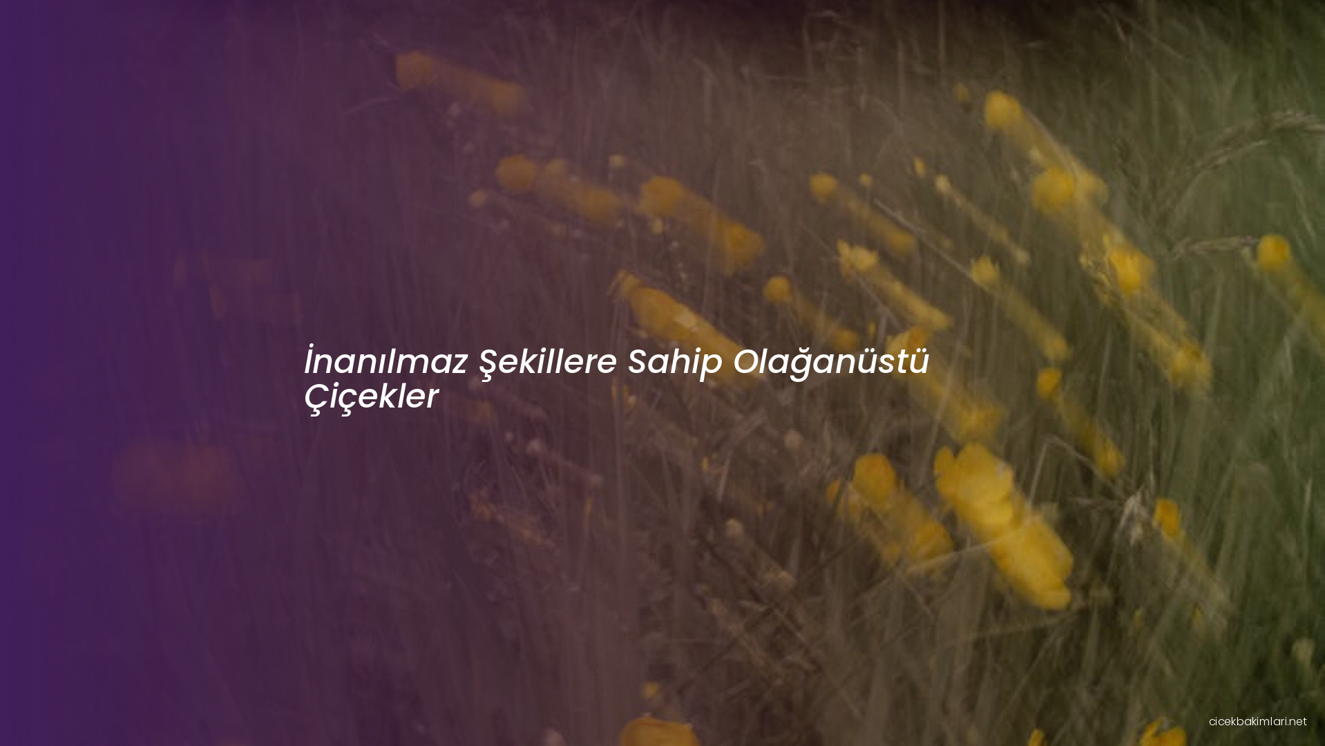 İnanılmaz Şekillere Sahip Olağanüstü Çiçekler