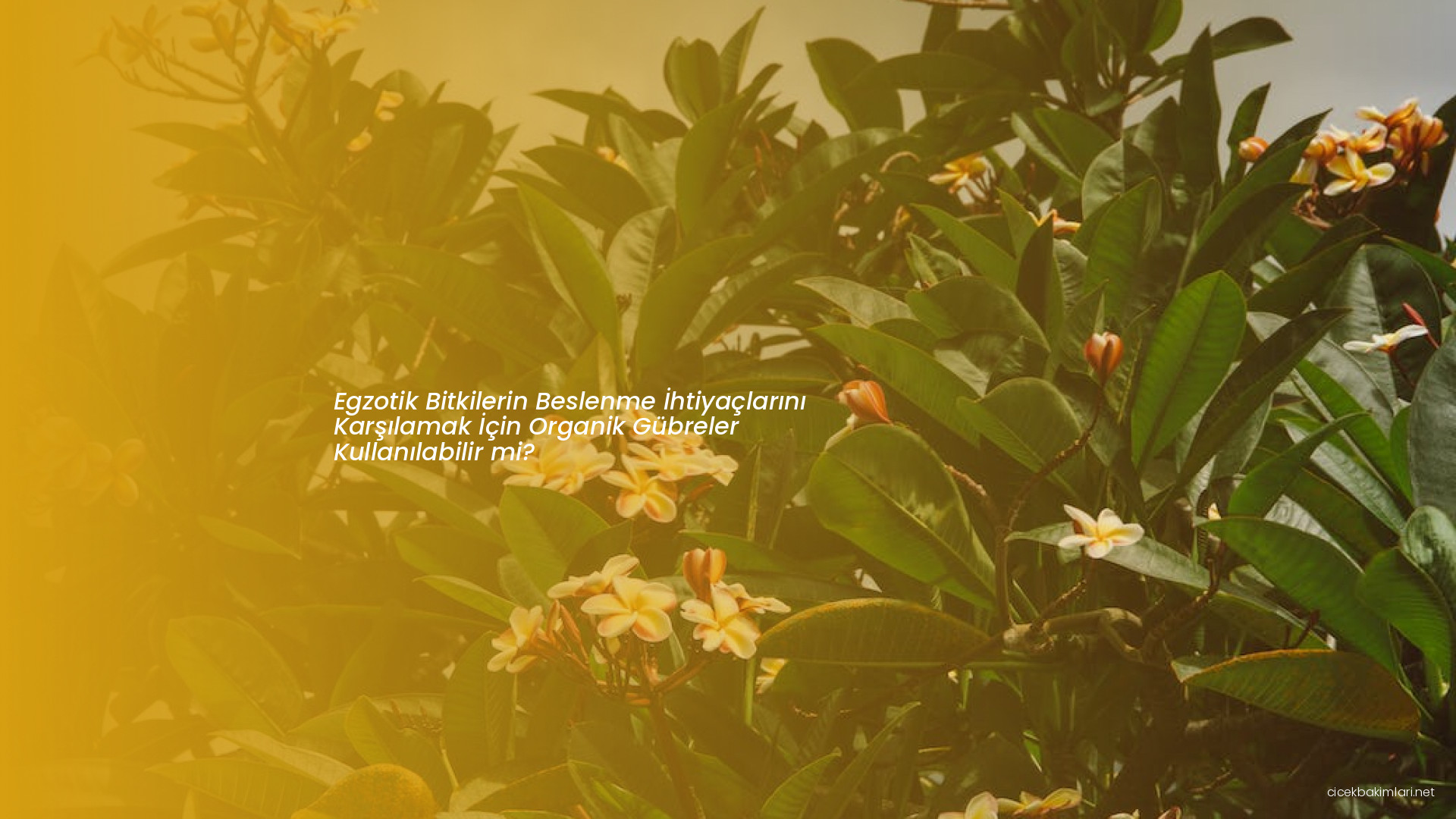 Egzotik Bitkilerin Beslenme İhtiyaçlarını Karşılamak İçin Organik Gübreler Kullanılabilir mi?