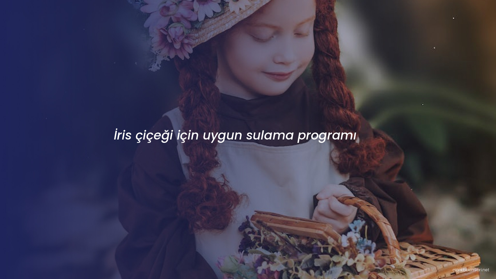 İris çiçeği için uygun sulama programı