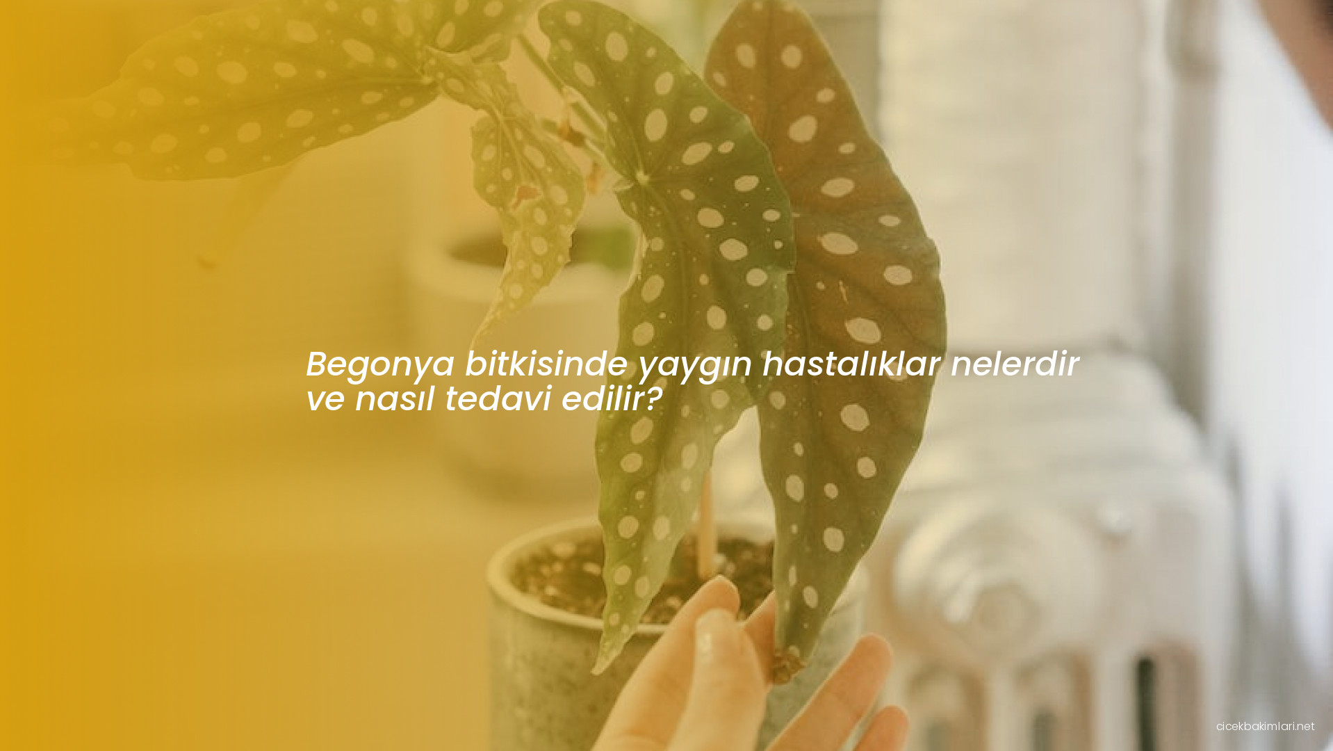 Begonya bitkisinde yaygın hastalıklar nelerdir ve nasıl tedavi edilir?