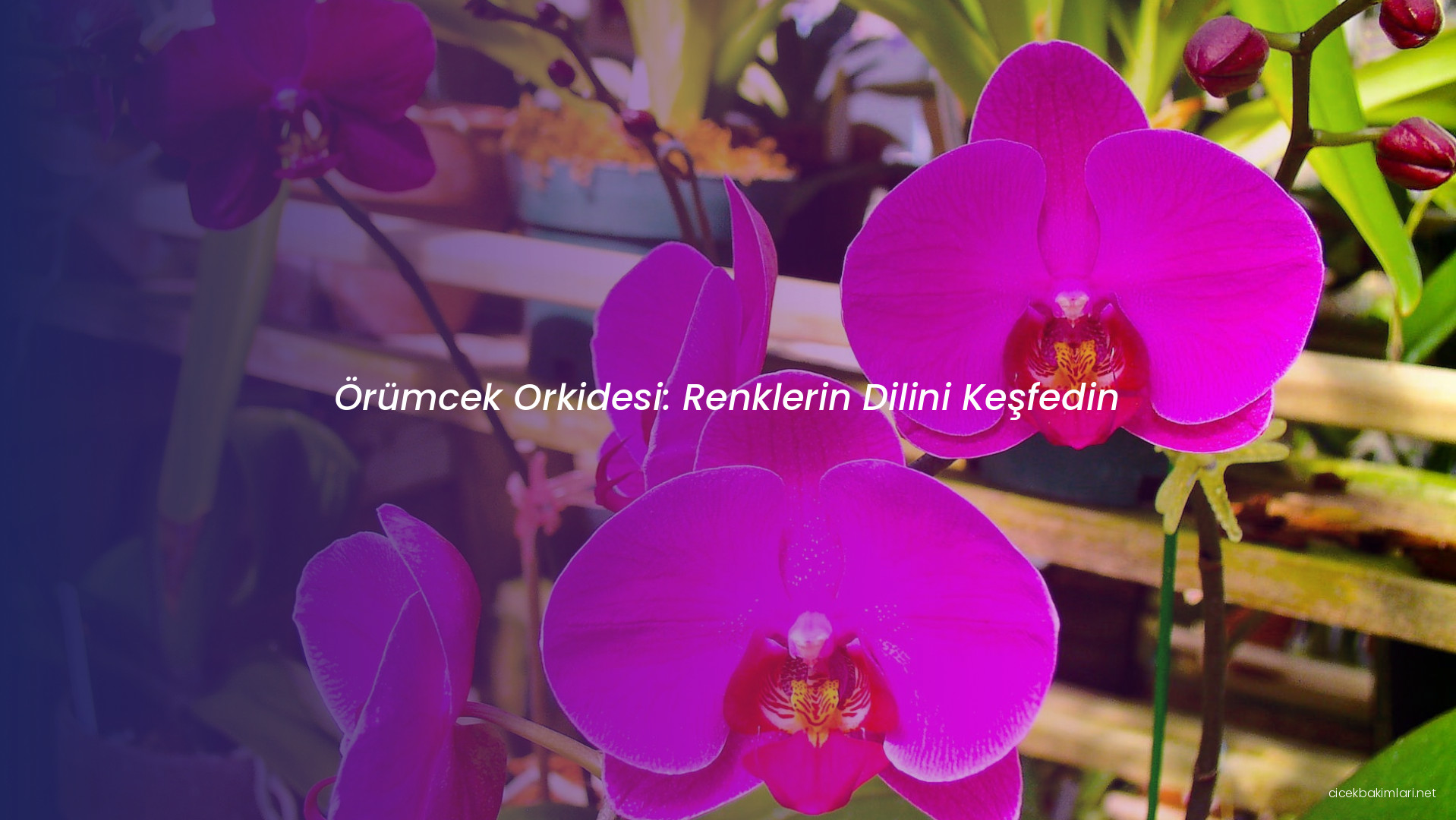 Örümcek Orkidesi: Renklerin Dilini Keşfedin