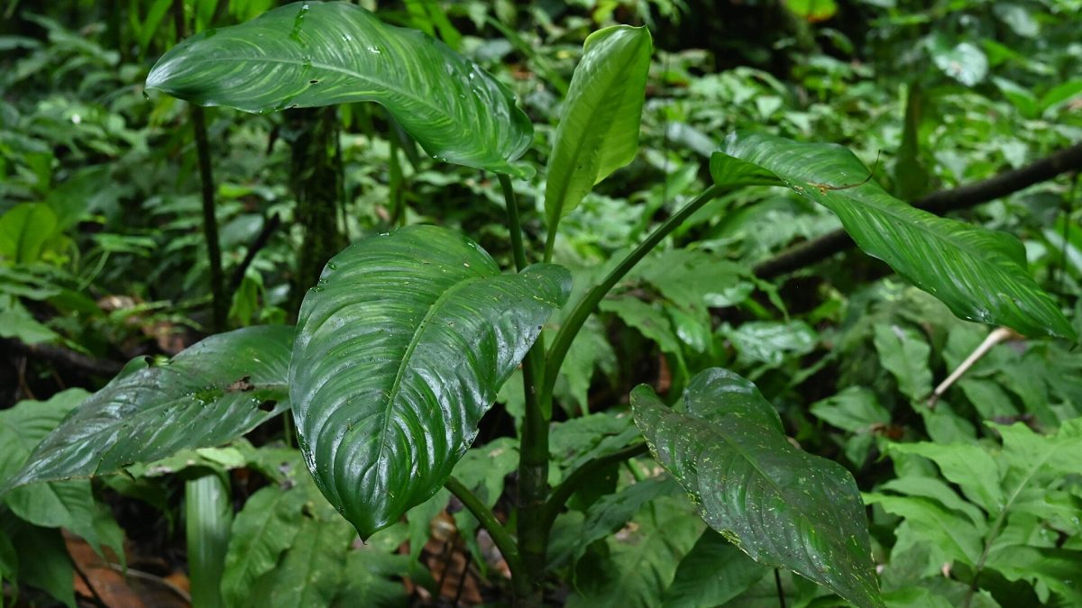 Difenbahya