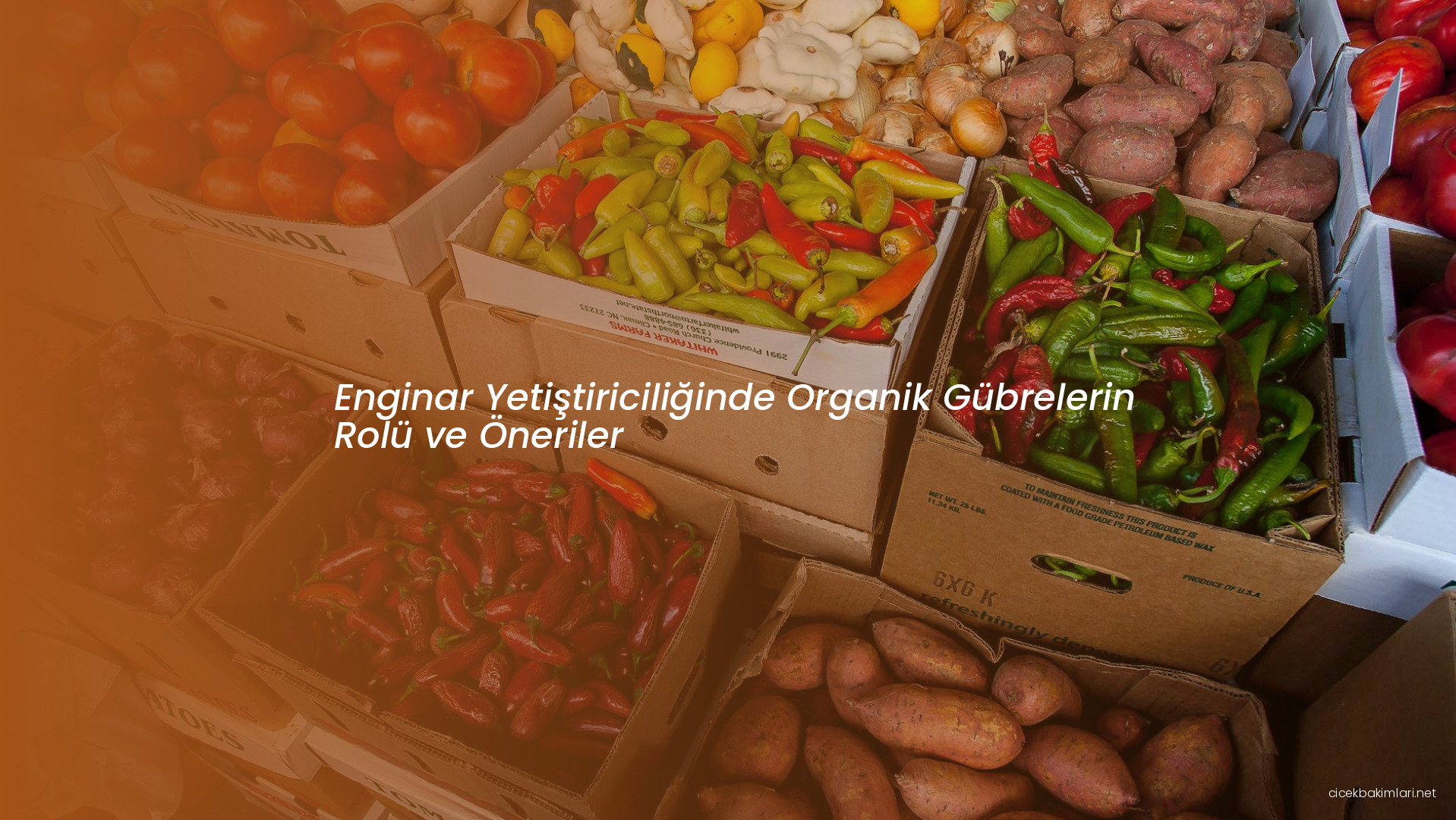 Enginar Yetiştiriciliğinde Organik Gübrelerin Rolü ve Öneriler