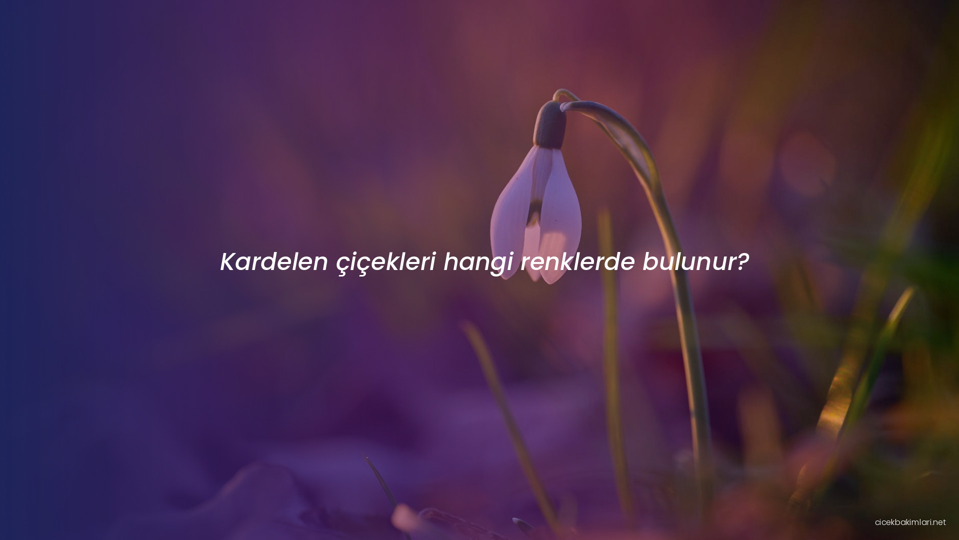 Kardelen çiçekleri hangi renklerde bulunur?