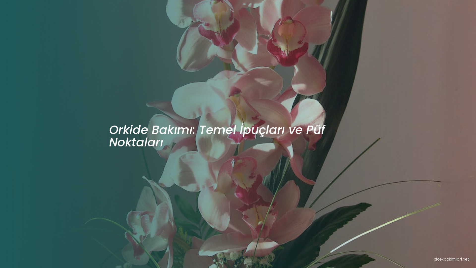 Orkide Bakımı: Temel İpuçları ve Püf Noktaları
