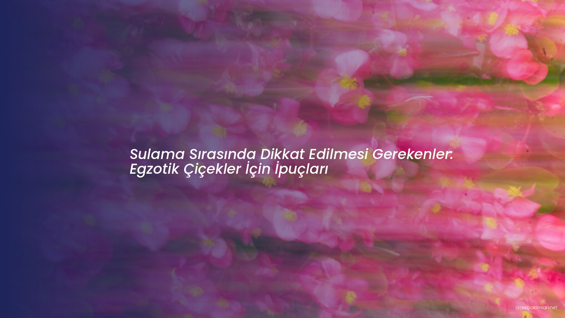 Sulama Sırasında Dikkat Edilmesi Gerekenler: Egzotik Çiçekler İçin İpuçları