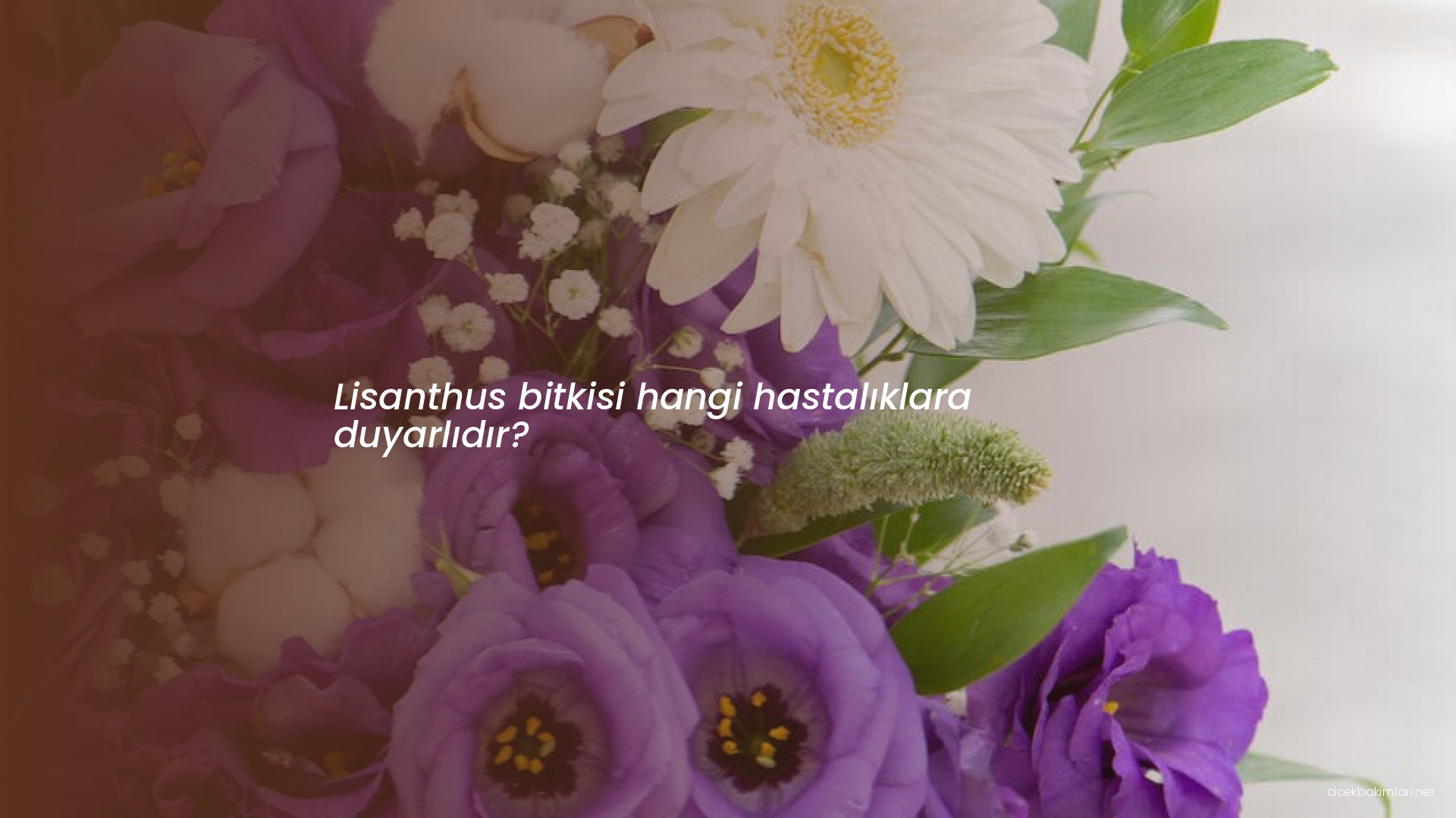 Lisanthus bitkisi hangi hastalıklara duyarlıdır?