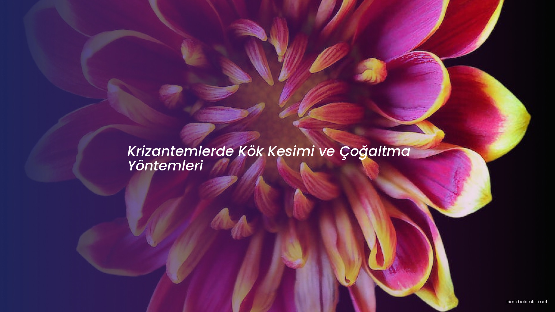 Krizantemlerde Kök Kesimi ve Çoğaltma Yöntemleri