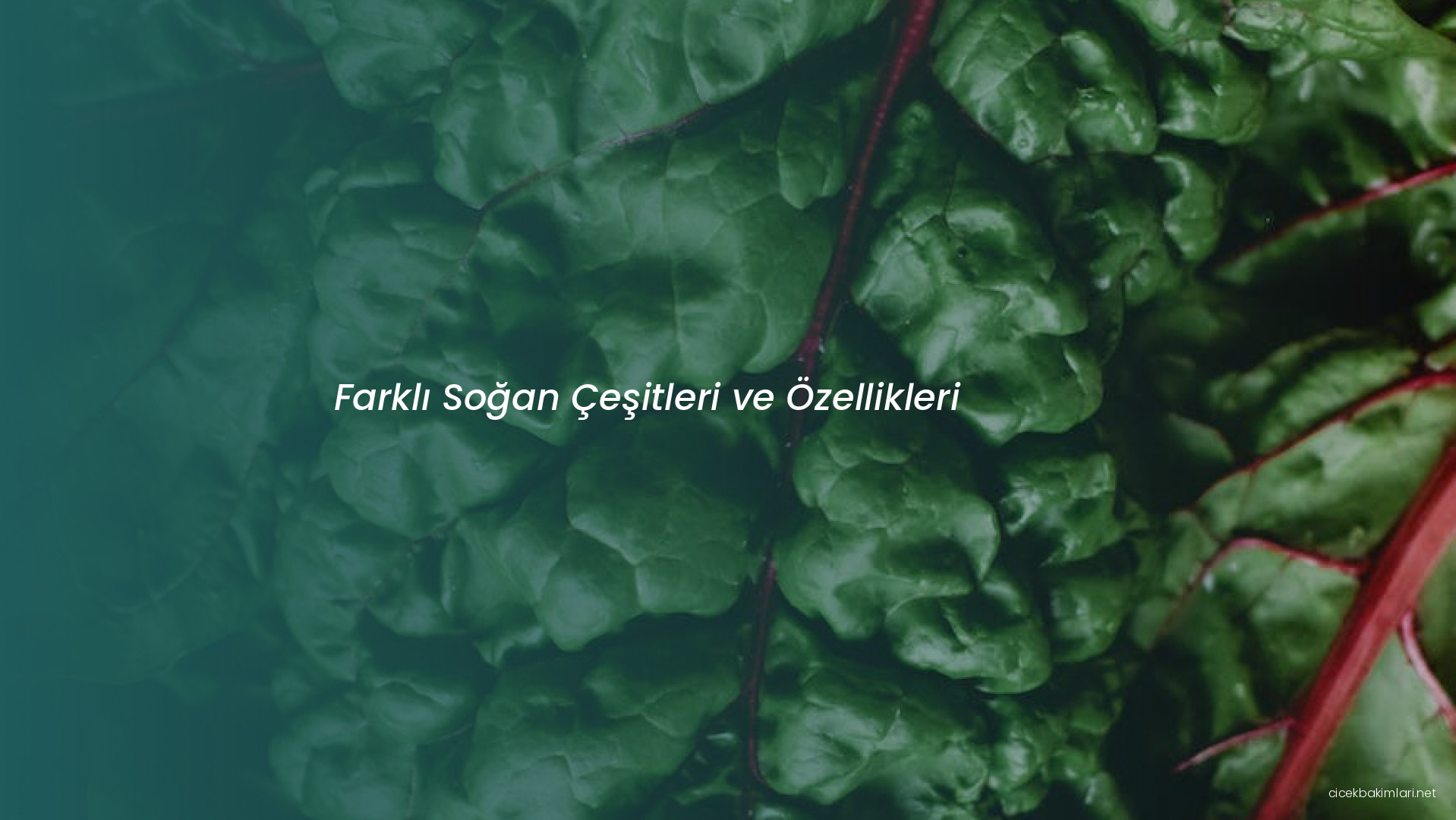 Farklı Soğan Çeşitleri ve Özellikleri