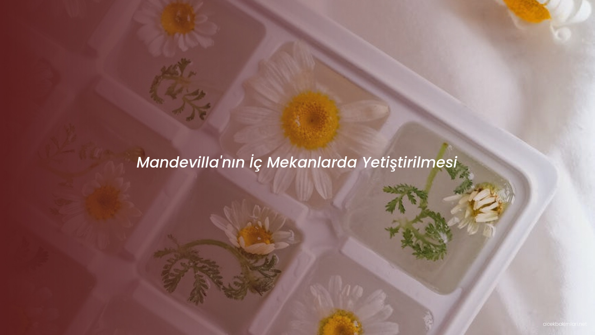 Mandevilla'nın İç Mekanlarda Yetiştirilmesi