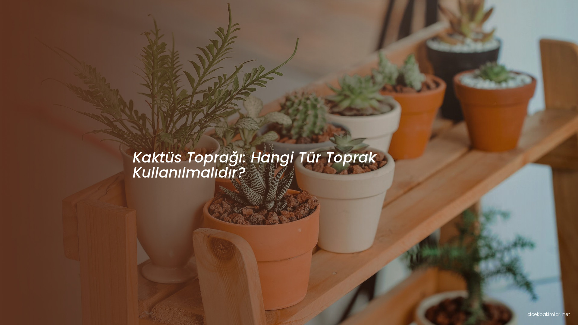 Kaktüs Toprağı: Hangi Tür Toprak Kullanılmalıdır?