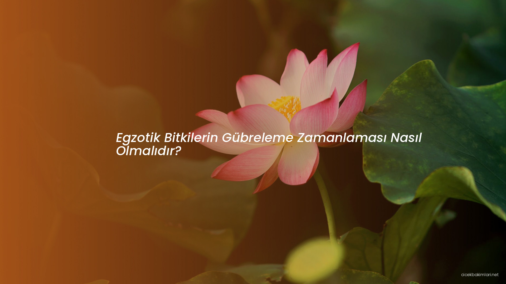 Egzotik Bitkilerin Gübreleme Zamanlaması Nasıl Olmalıdır?