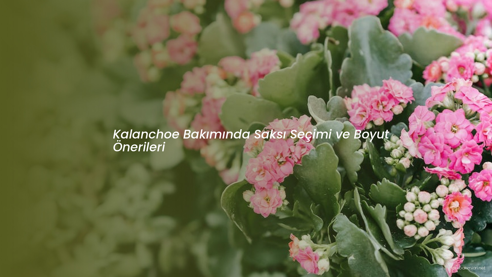 Kalanchoe Bakımında Saksı Seçimi ve Boyut Önerileri