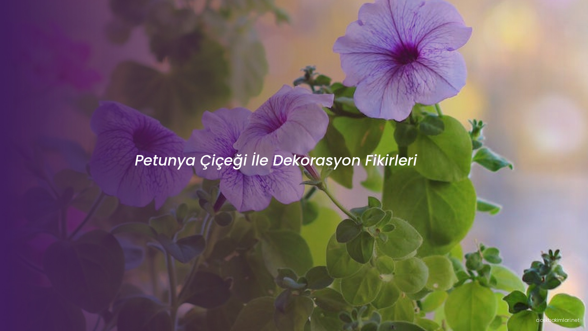 Petunya Çiçeği İle Dekorasyon Fikirleri