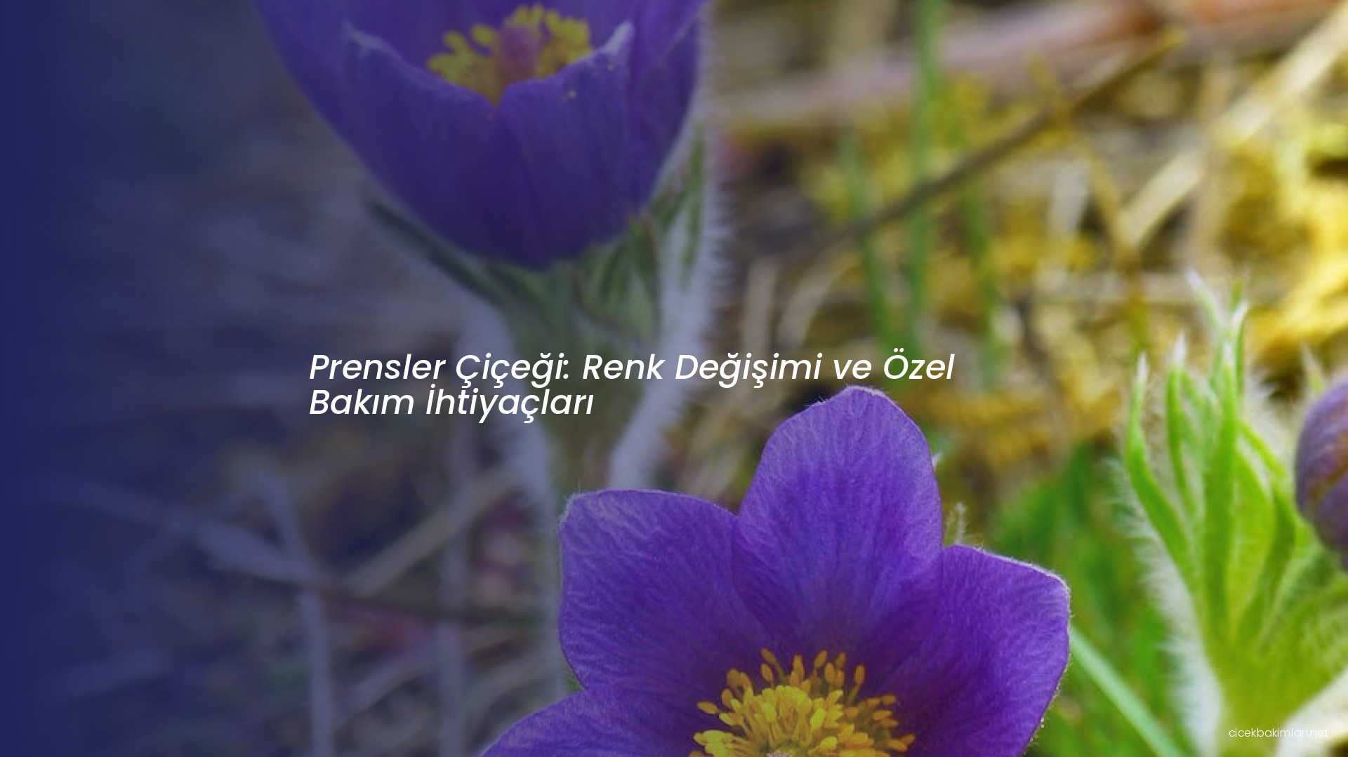 Prensler Çiçeği: Renk Değişimi ve Özel Bakım İhtiyaçları