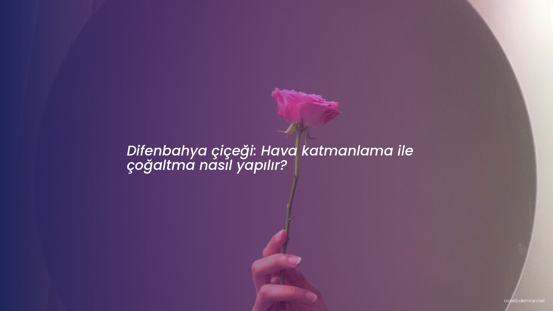 Difenbahya çiçeği: Hava katmanlama ile çoğaltma nasıl yapılır?