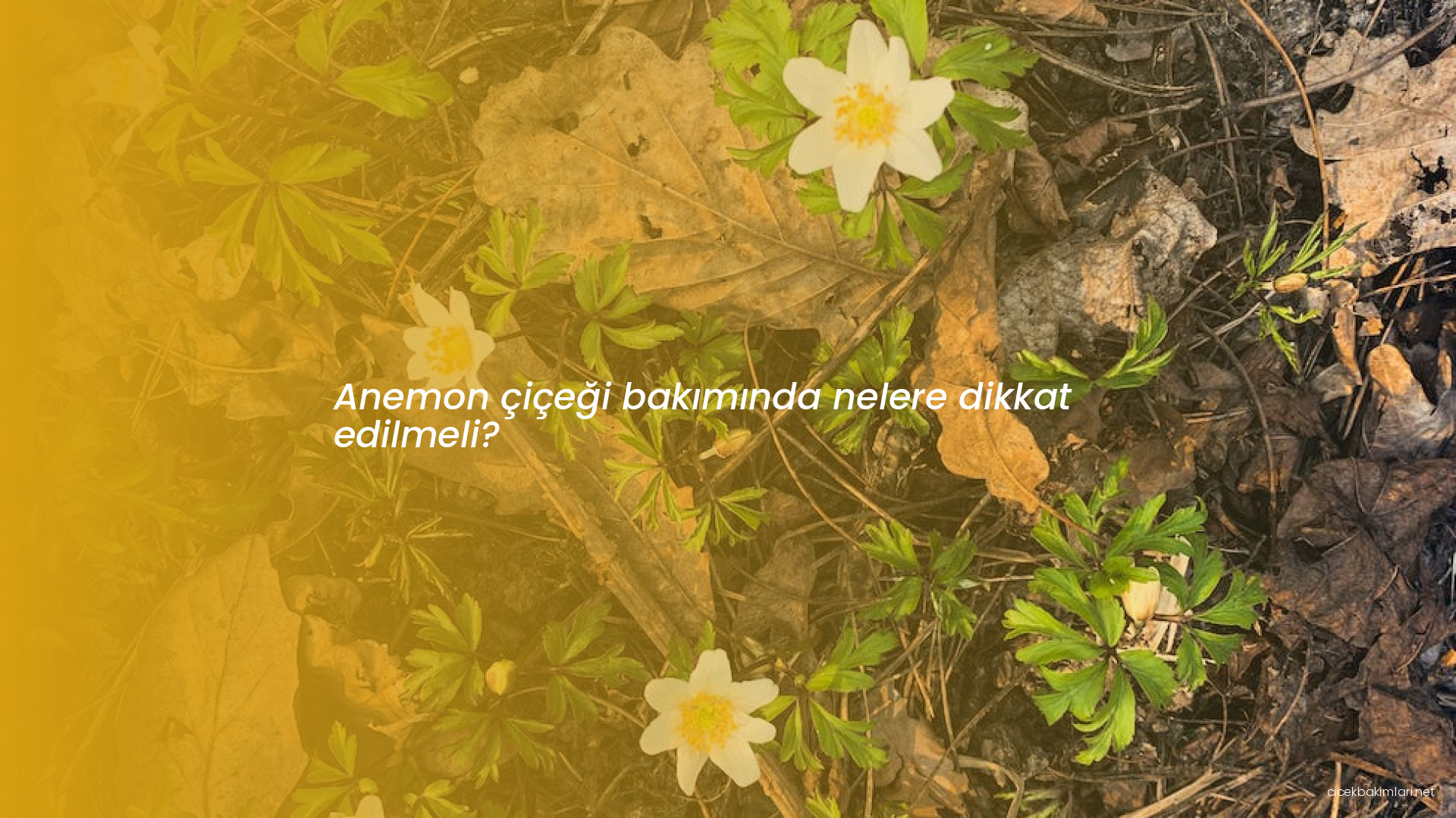 Anemon çiçeği bakımında nelere dikkat edilmeli?