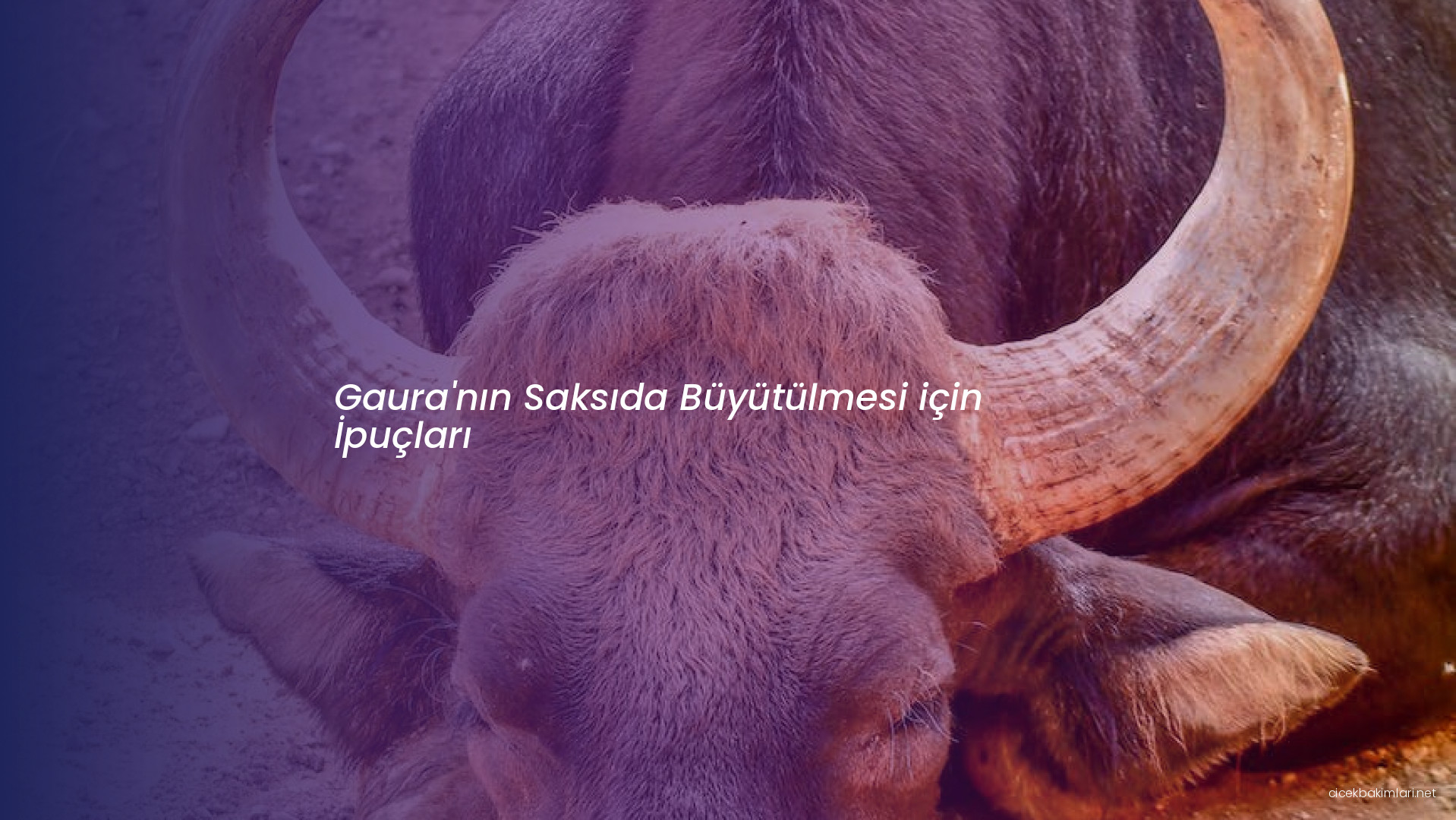 Gaura'nın Saksıda Büyütülmesi için İpuçları