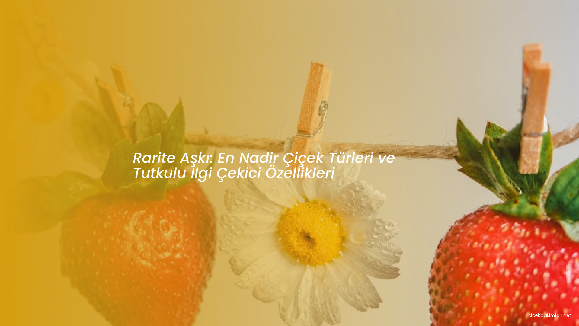 Rarite Aşkı: En Nadir Çiçek Türleri ve Tutkulu İlgi Çekici Özellikleri