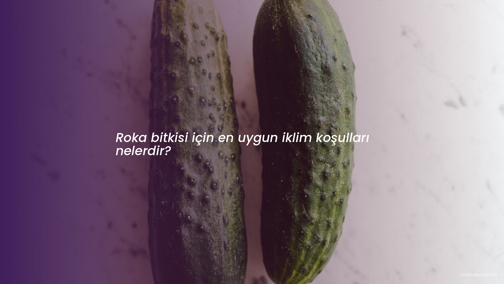 Roka bitkisi için en uygun iklim koşulları nelerdir?