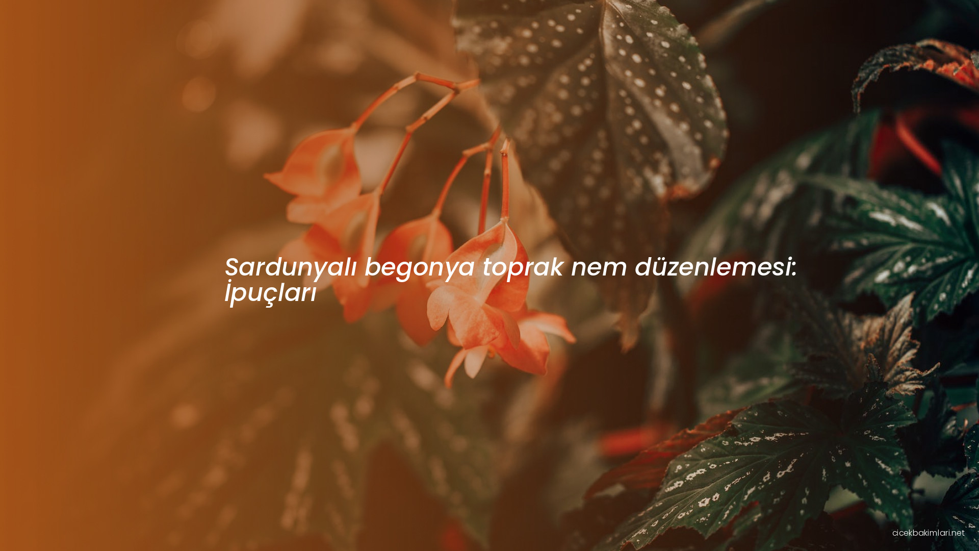 Sardunyalı begonya toprak nem düzenlemesi: İpuçları