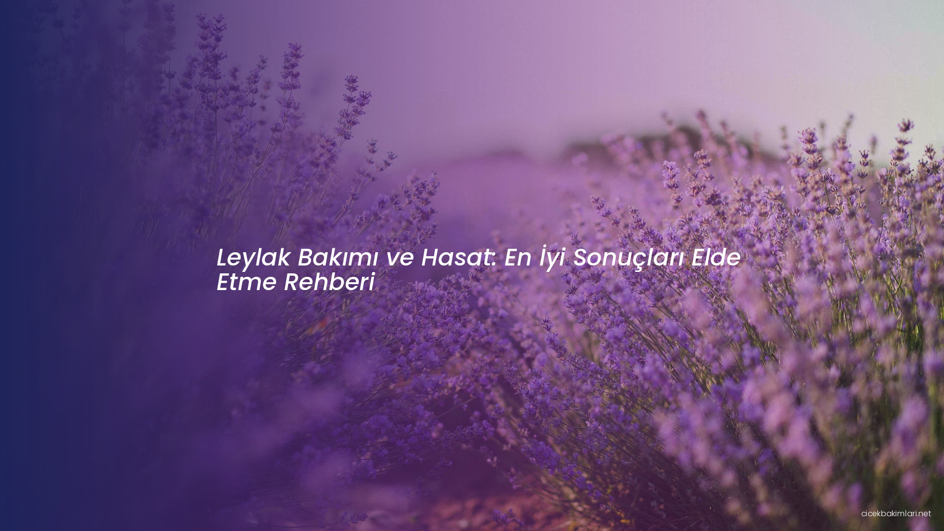 Leylak Bakımı ve Hasat: En İyi Sonuçları Elde Etme Rehberi