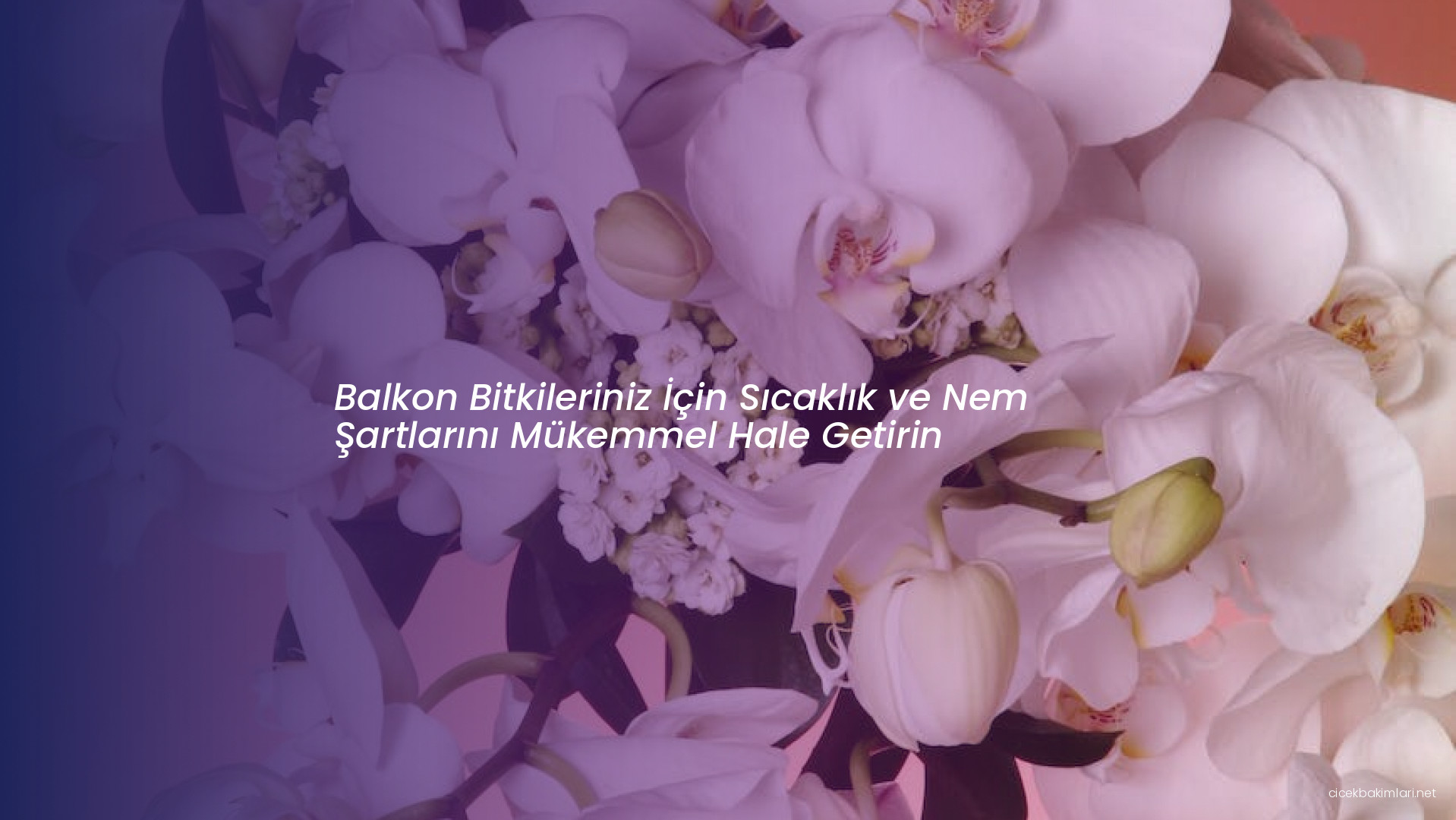 Balkon Bitkileriniz İçin Sıcaklık ve Nem Şartlarını Mükemmel Hale Getirin