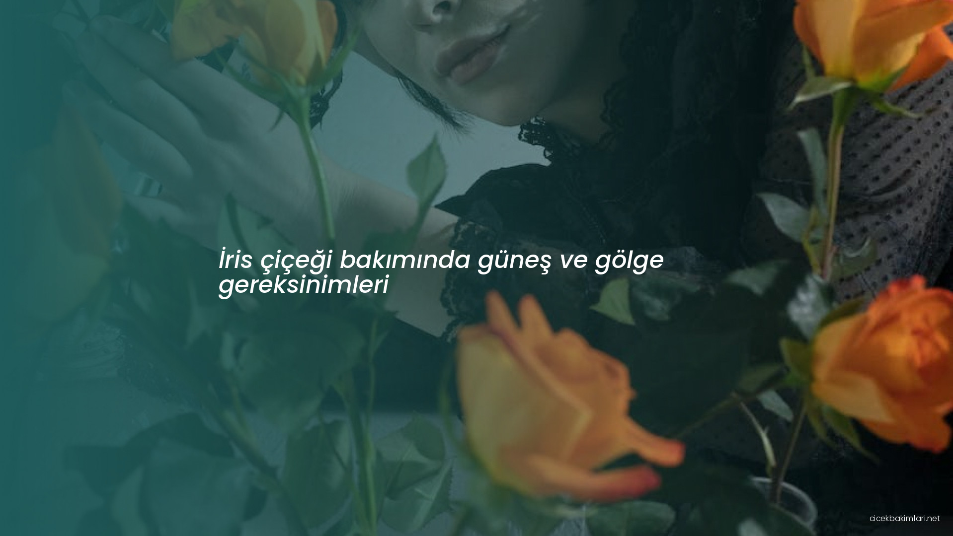 İris çiçeği bakımında güneş ve gölge gereksinimleri