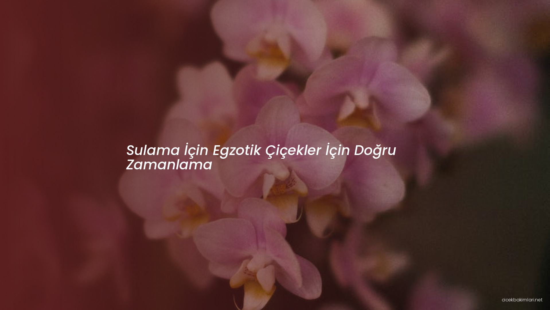 Sulama İçin Egzotik Çiçekler İçin Doğru Zamanlama