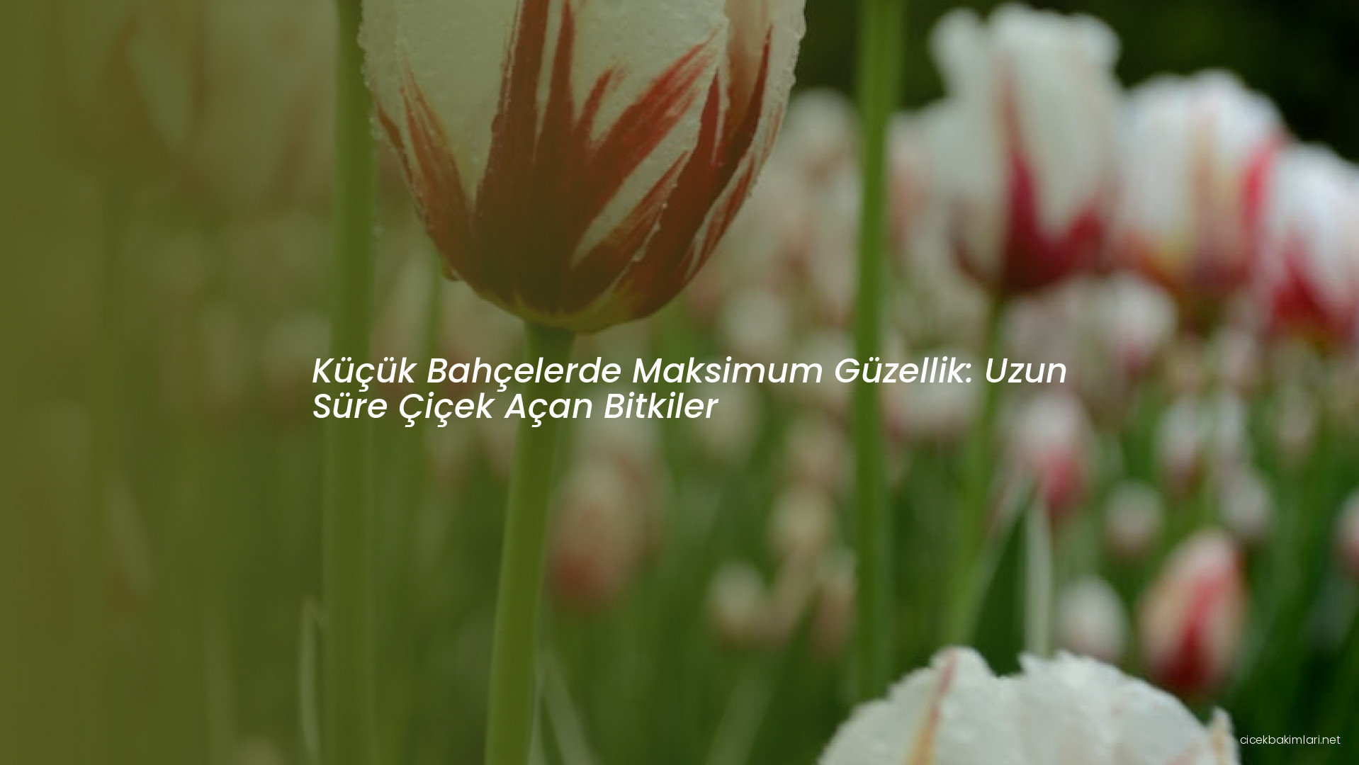 Küçük Bahçelerde Maksimum Güzellik: Uzun Süre Çiçek Açan Bitkiler