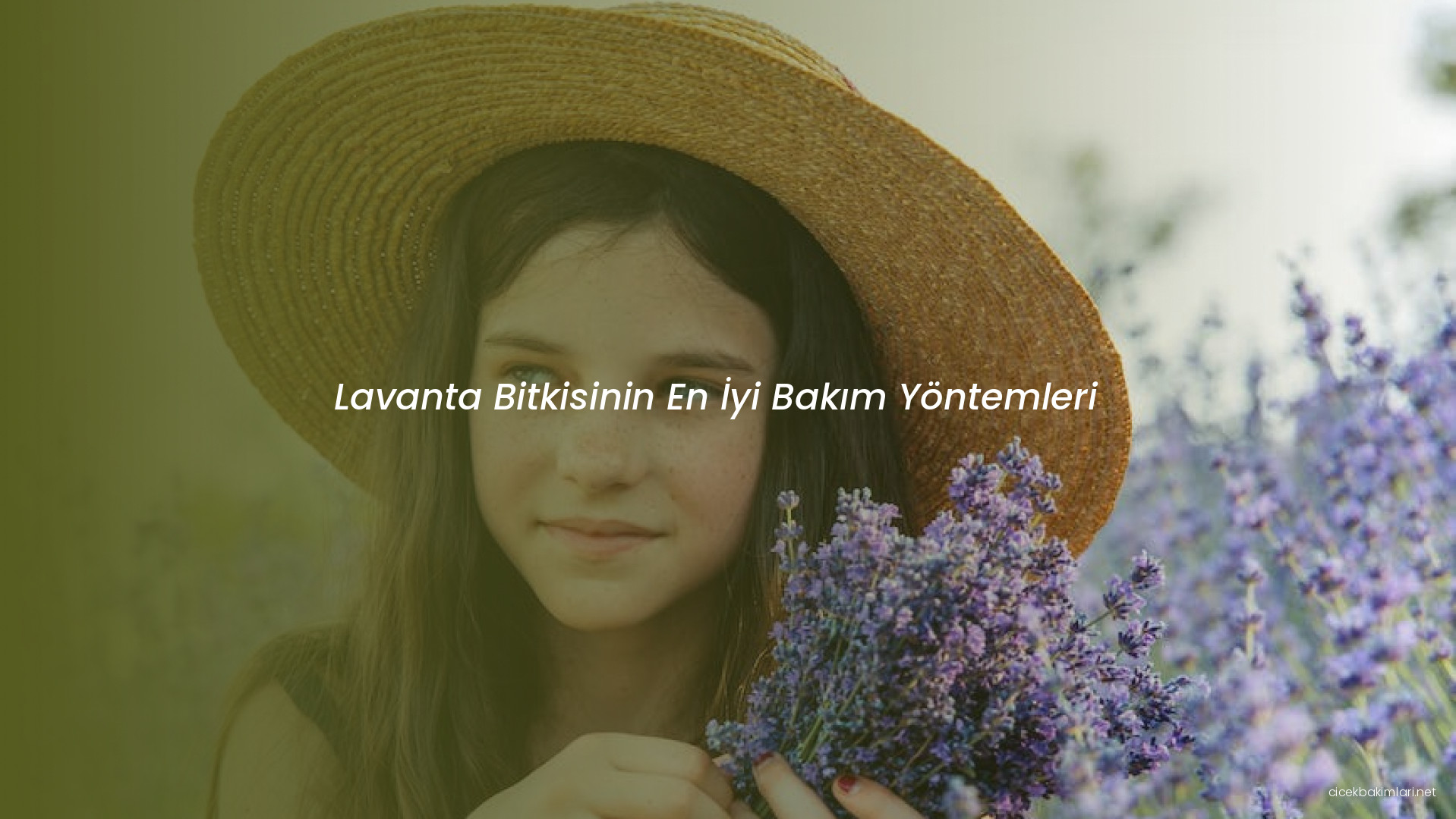 Lavanta Bitkisinin En İyi Bakım Yöntemleri