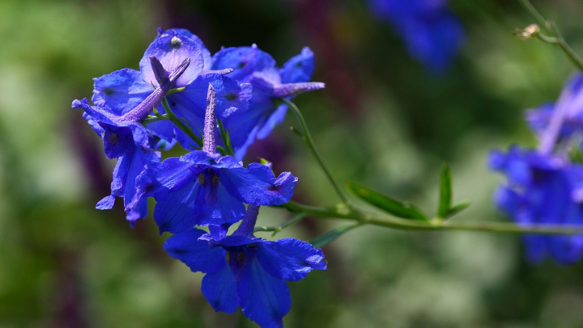 Delphinium Bitkisi: Hastalıklar ve Zararlılarla Başa Çıkma Yolları
