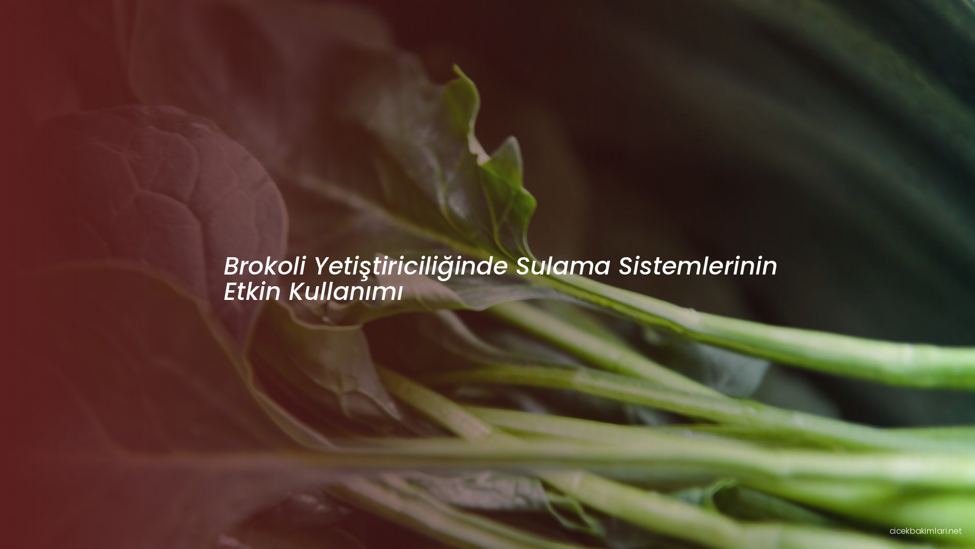 Brokoli Yetiştiriciliğinde Sulama Sistemlerinin Etkin Kullanımı