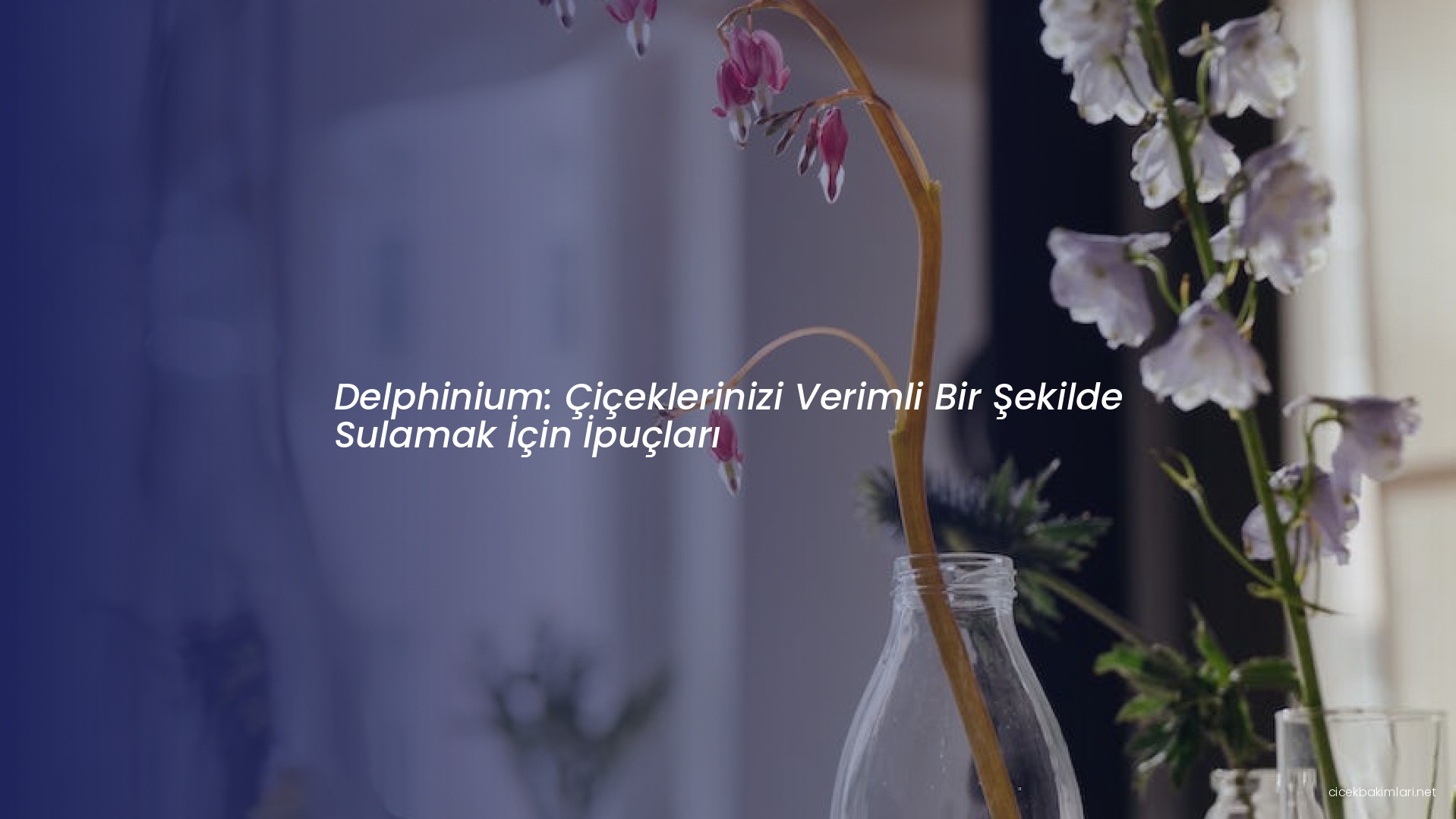 Delphinium: Çiçeklerinizi Verimli Bir Şekilde Sulamak İçin İpuçları