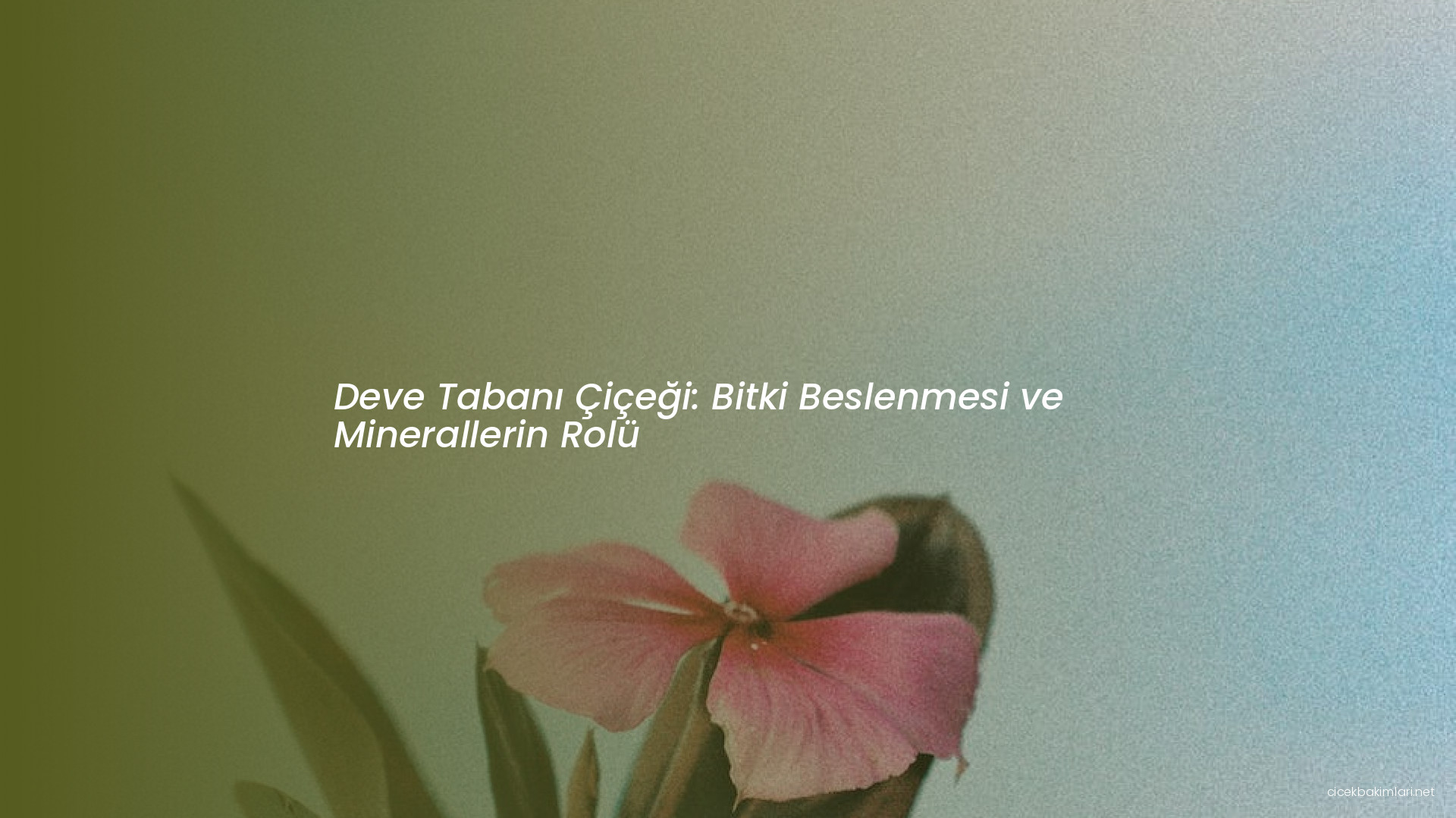 Deve Tabanı Çiçeği: Bitki Beslenmesi ve Minerallerin Rolü