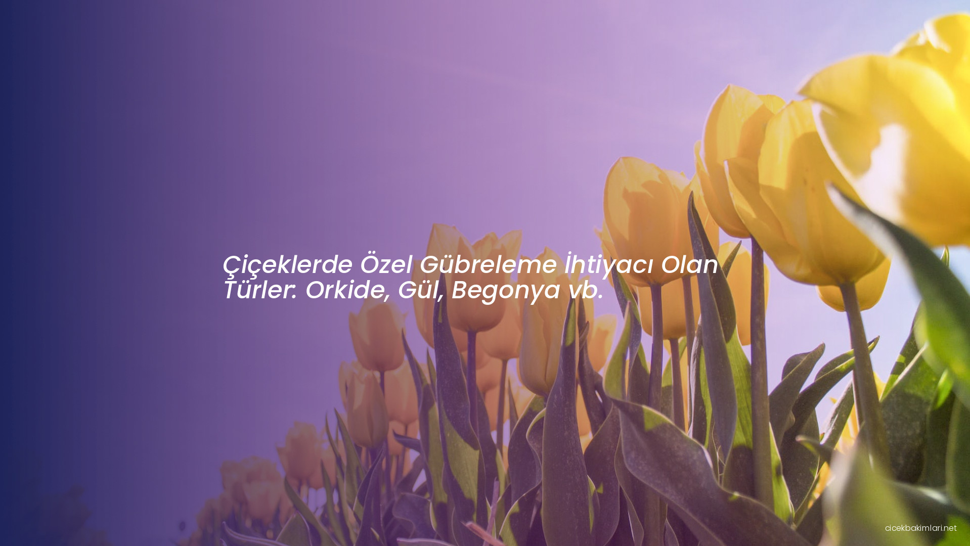 Çiçeklerde Özel Gübreleme İhtiyacı Olan Türler: Orkide, Gül, Begonya vb.