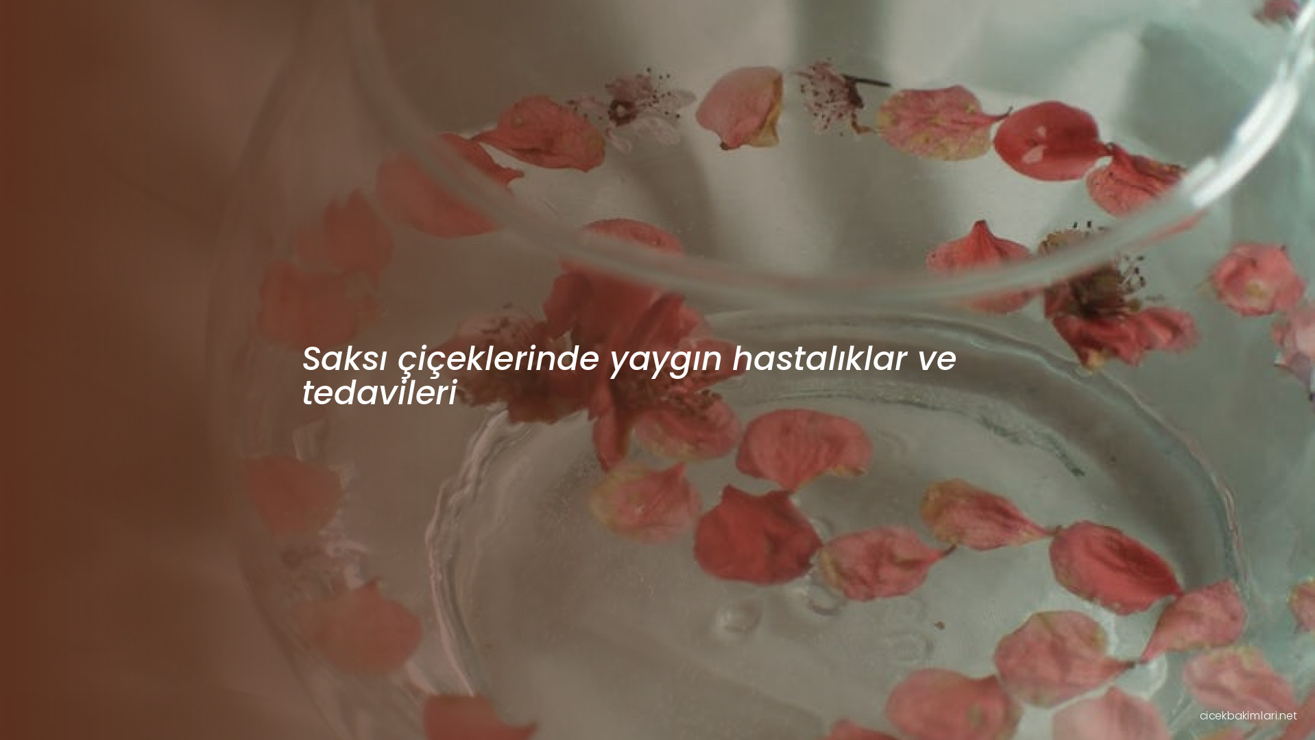 Saksı çiçeklerinde yaygın hastalıklar ve tedavileri