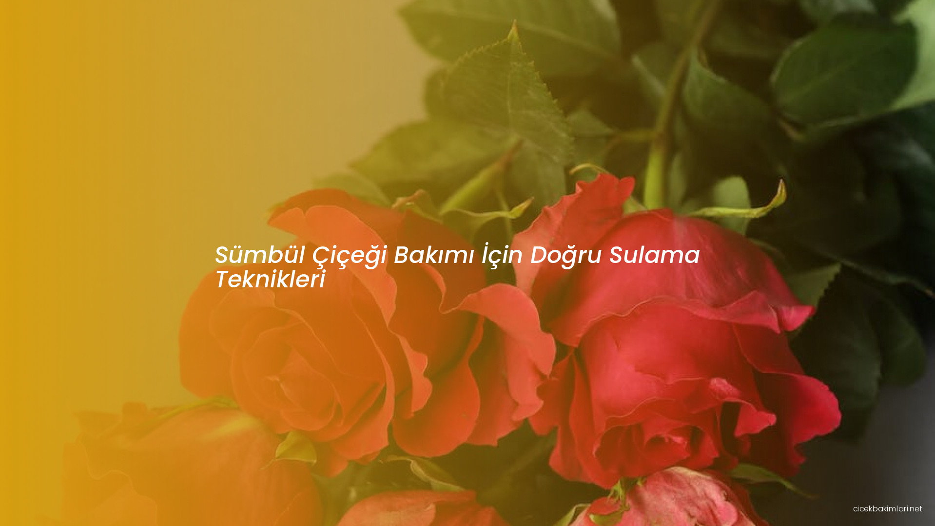 Sümbül Çiçeği Bakımı İçin Doğru Sulama Teknikleri