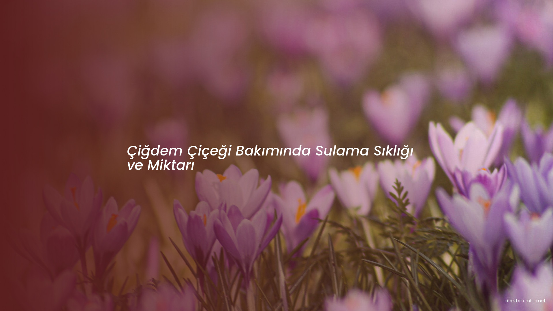 Çiğdem Çiçeği Bakımında Sulama Sıklığı ve Miktarı