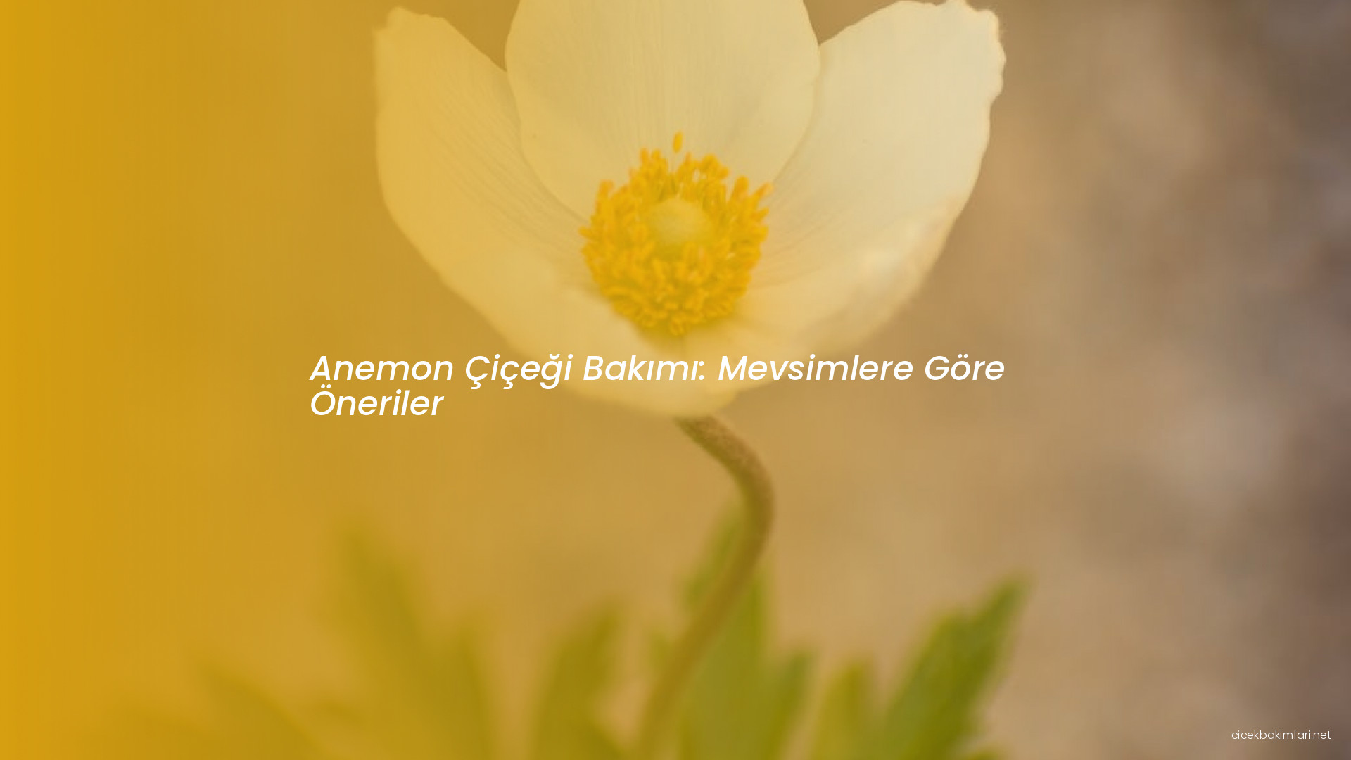 Anemon Çiçeği Bakımı: Mevsimlere Göre Öneriler