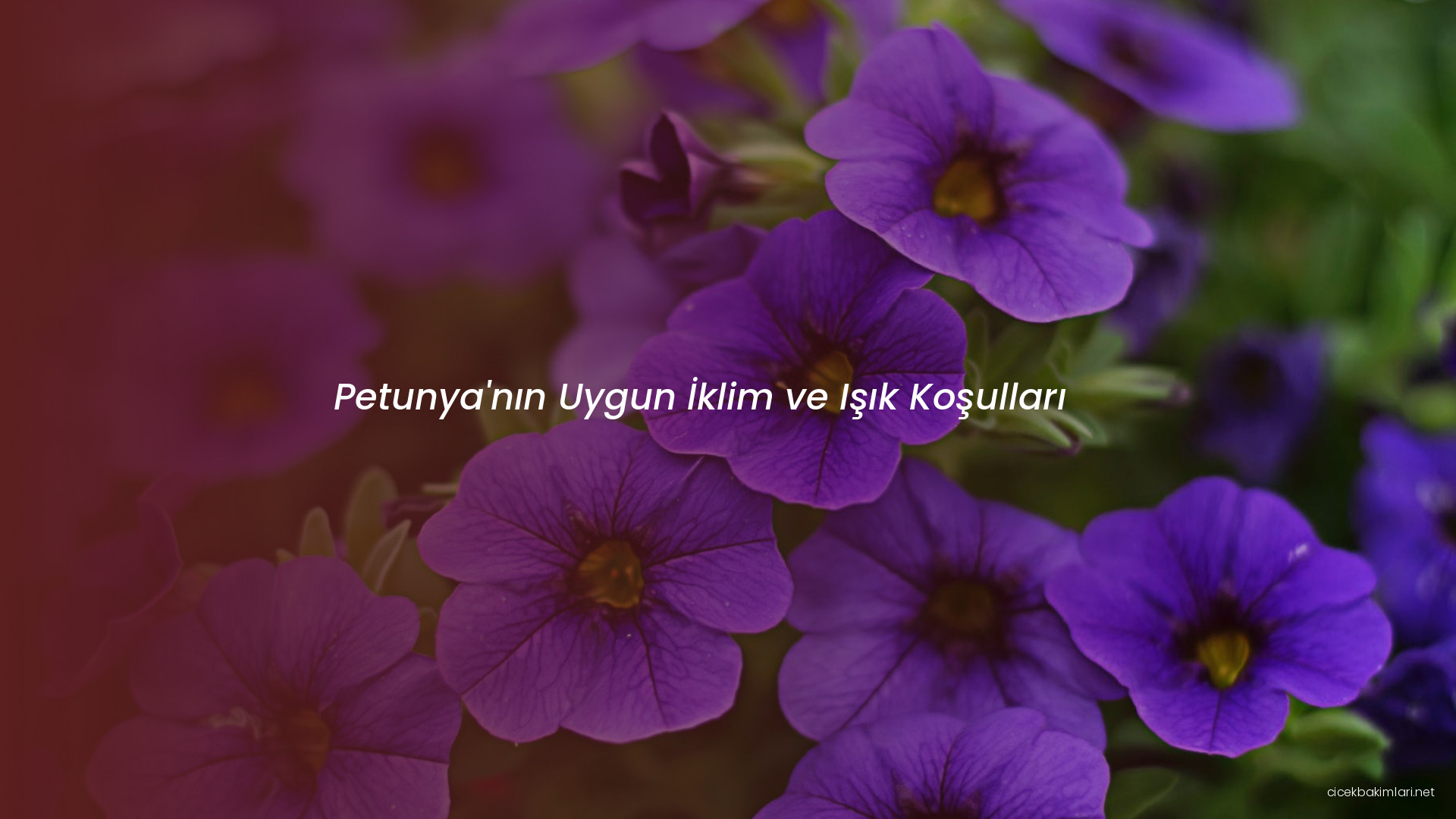 Petunya'nın Uygun İklim ve Işık Koşulları