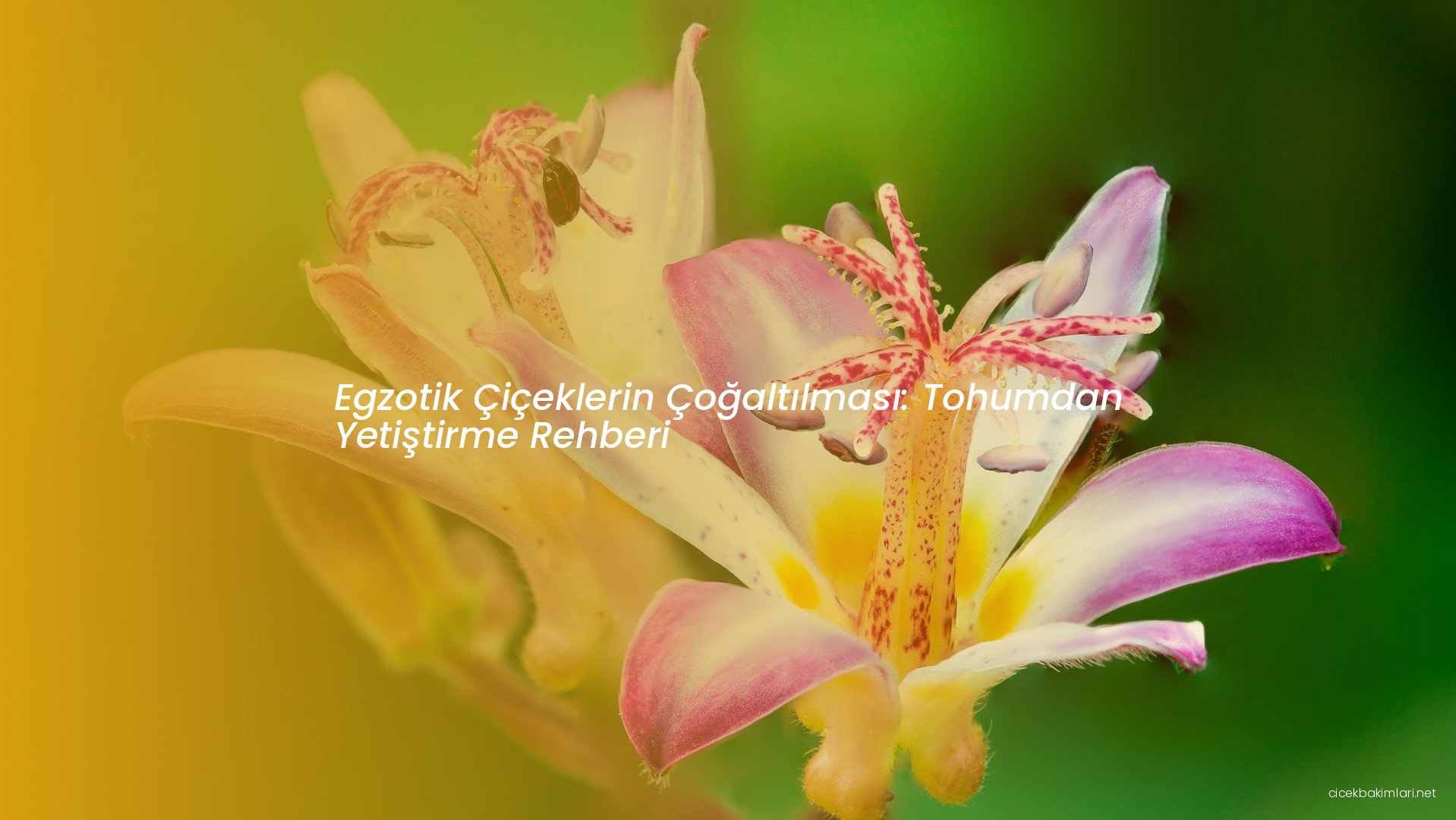 Egzotik Çiçeklerin Çoğaltılması: Tohumdan Yetiştirme Rehberi