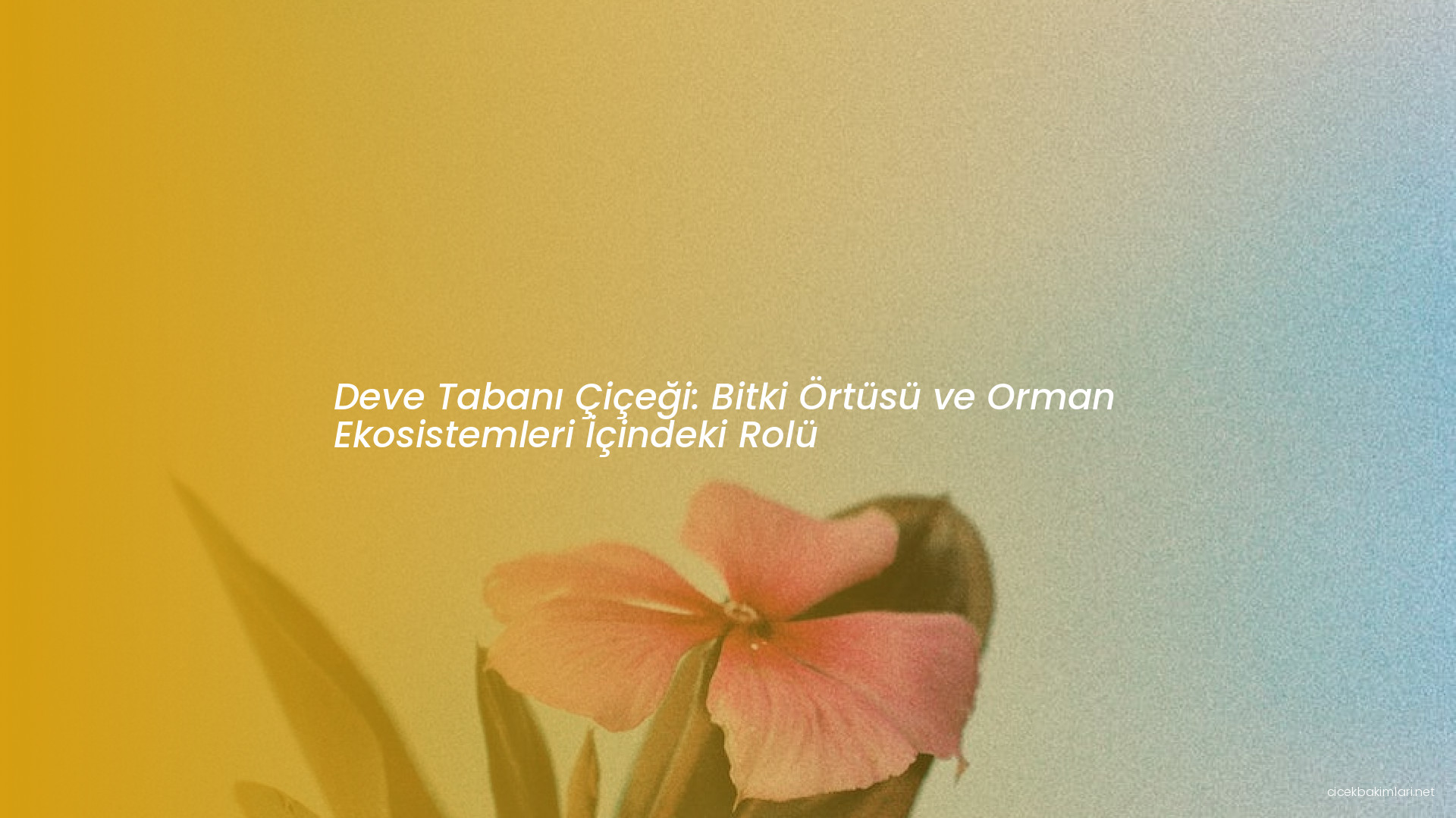 Deve Tabanı Çiçeği: Bitki Örtüsü ve Orman Ekosistemleri İçindeki Rolü