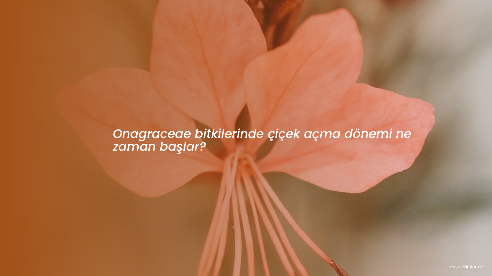Onagraceae bitkilerinde çiçek açma dönemi ne zaman başlar?